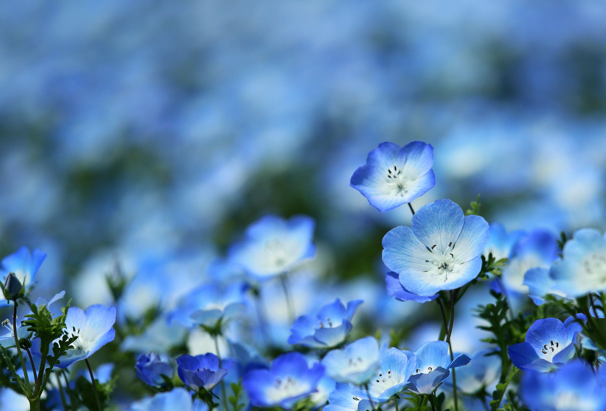 2048x1390 Wallpaper blue, beauty, spring, meadow, Nemophila for mobile and desktop, section цветы, resolution 2048x1390