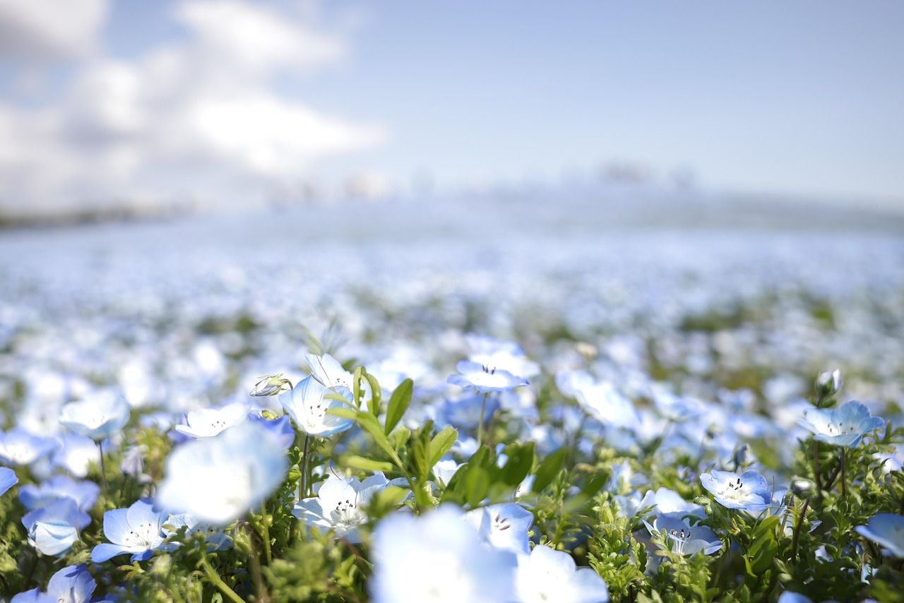 1280x854 Free Nemophila & Flowers Image