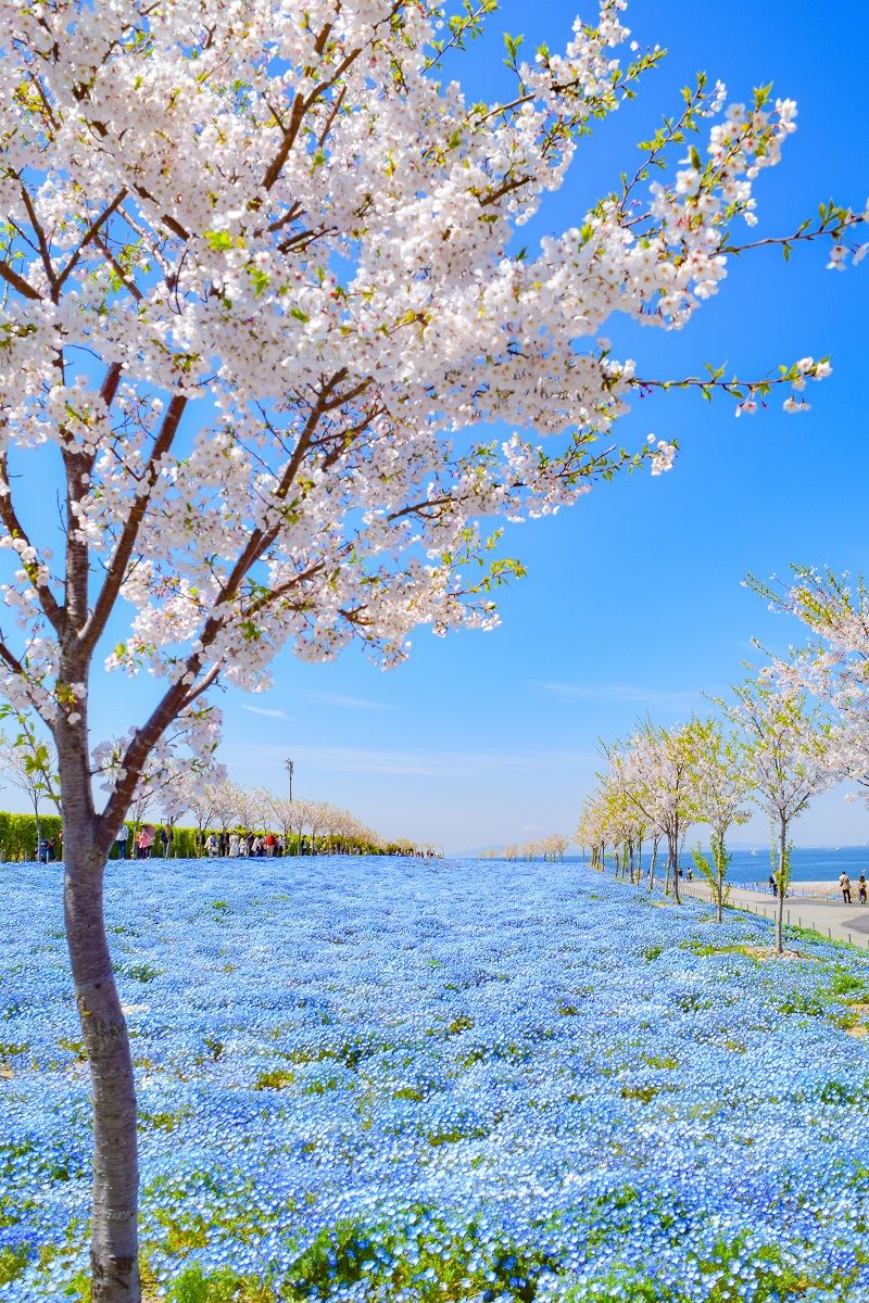 800x1200 Osaka Maishima) Spring Outing Spectacular Spot “Nemophila Festival 2024”