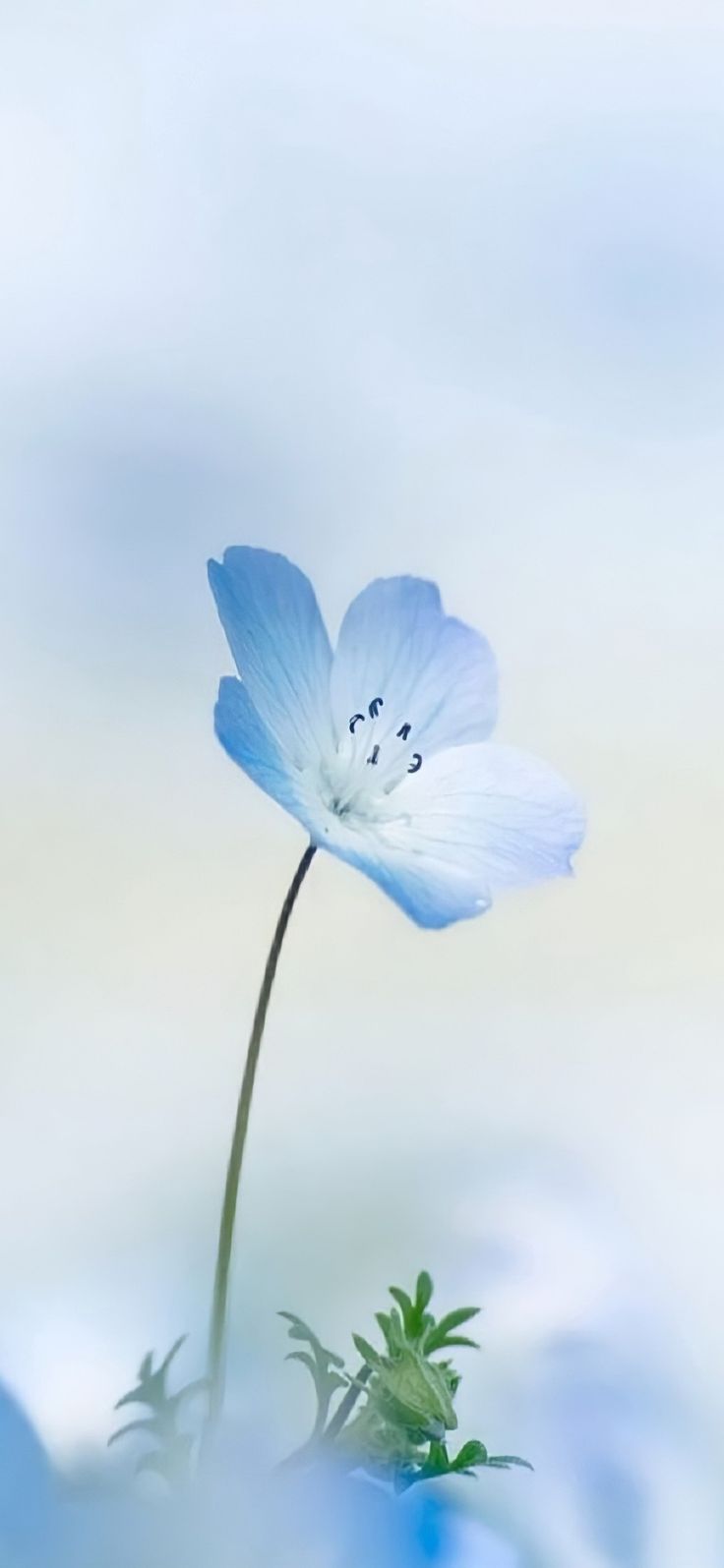 736x1595 Nemophilaượng trưng cho tình yêu đầu đời. Light blue flower image, Soft blue flower
