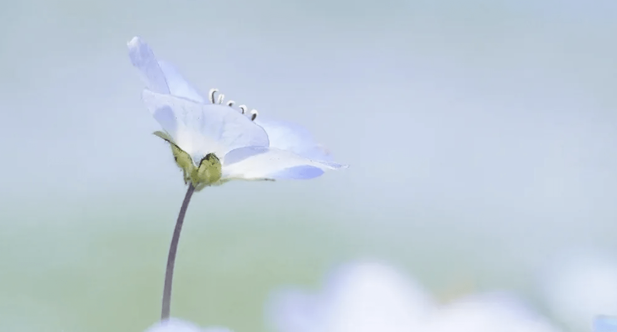 1272x684 Japan's 5.3 million Nemophila flowers now in full bloom