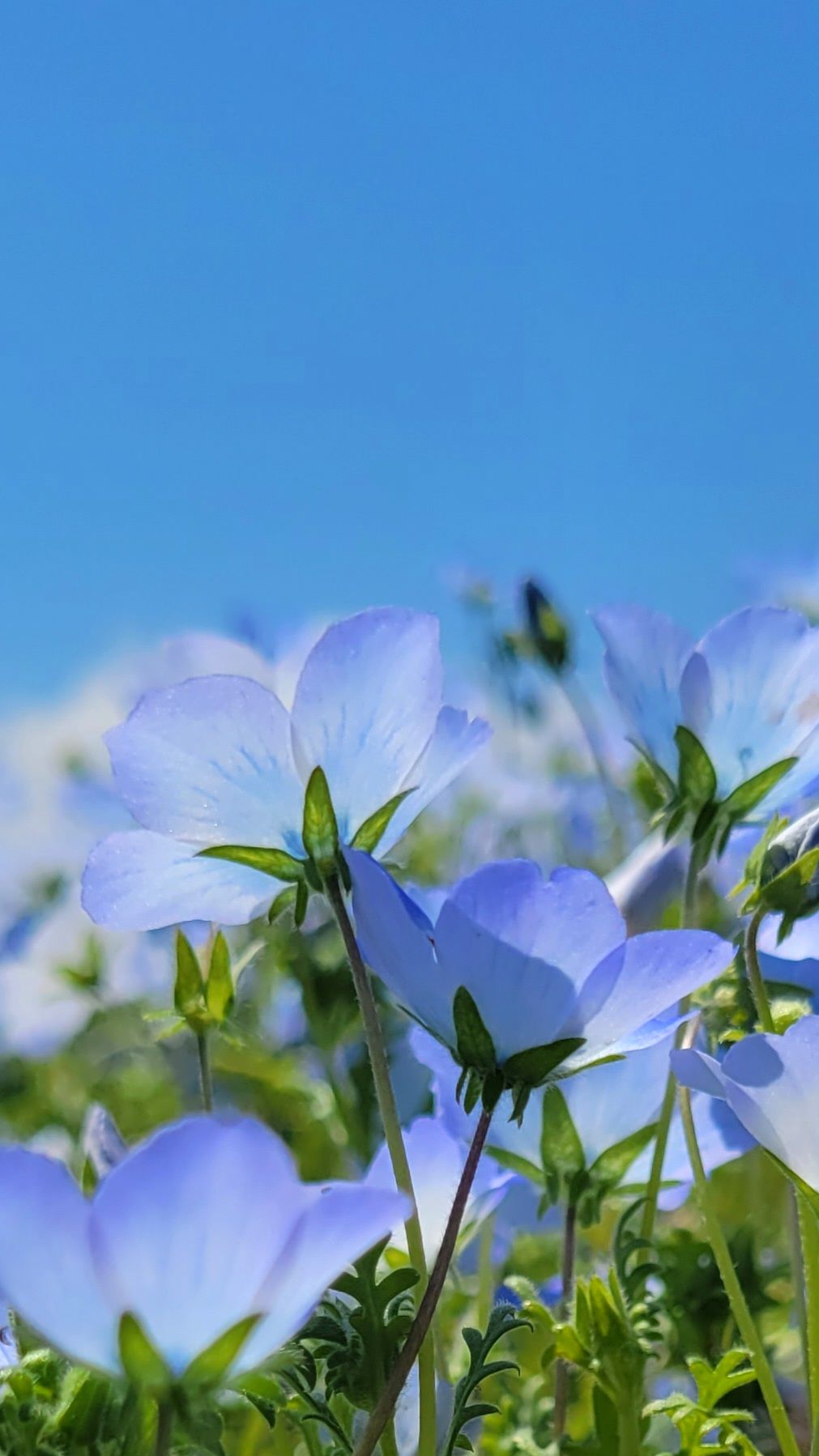 1011x1798 The Best Places to See Nemophila in Kanto, Japan Scenery Travel Scenery Around Tokyo