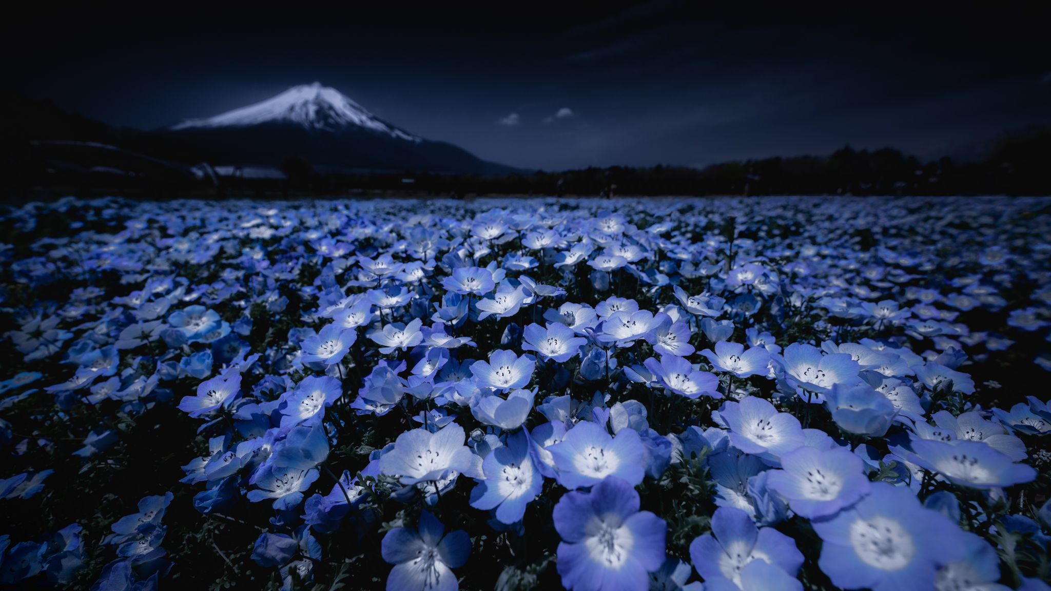 2048x1152 Nemophila