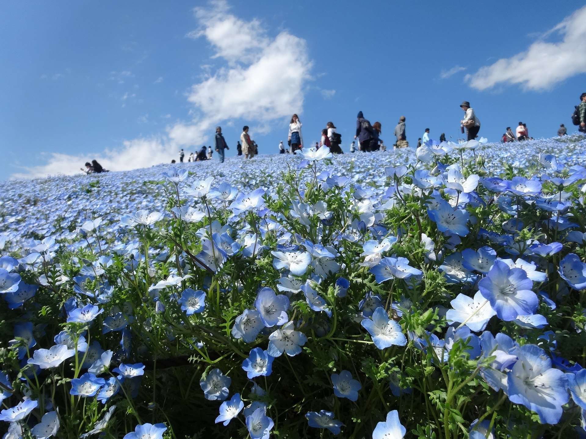 1920x1440 Five Beautiful Nemophila Baby Blue Eye fields near Tokyo ⋆ In Saitama