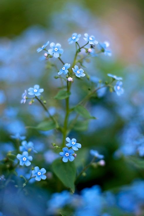 492x740 Nemophila field Image