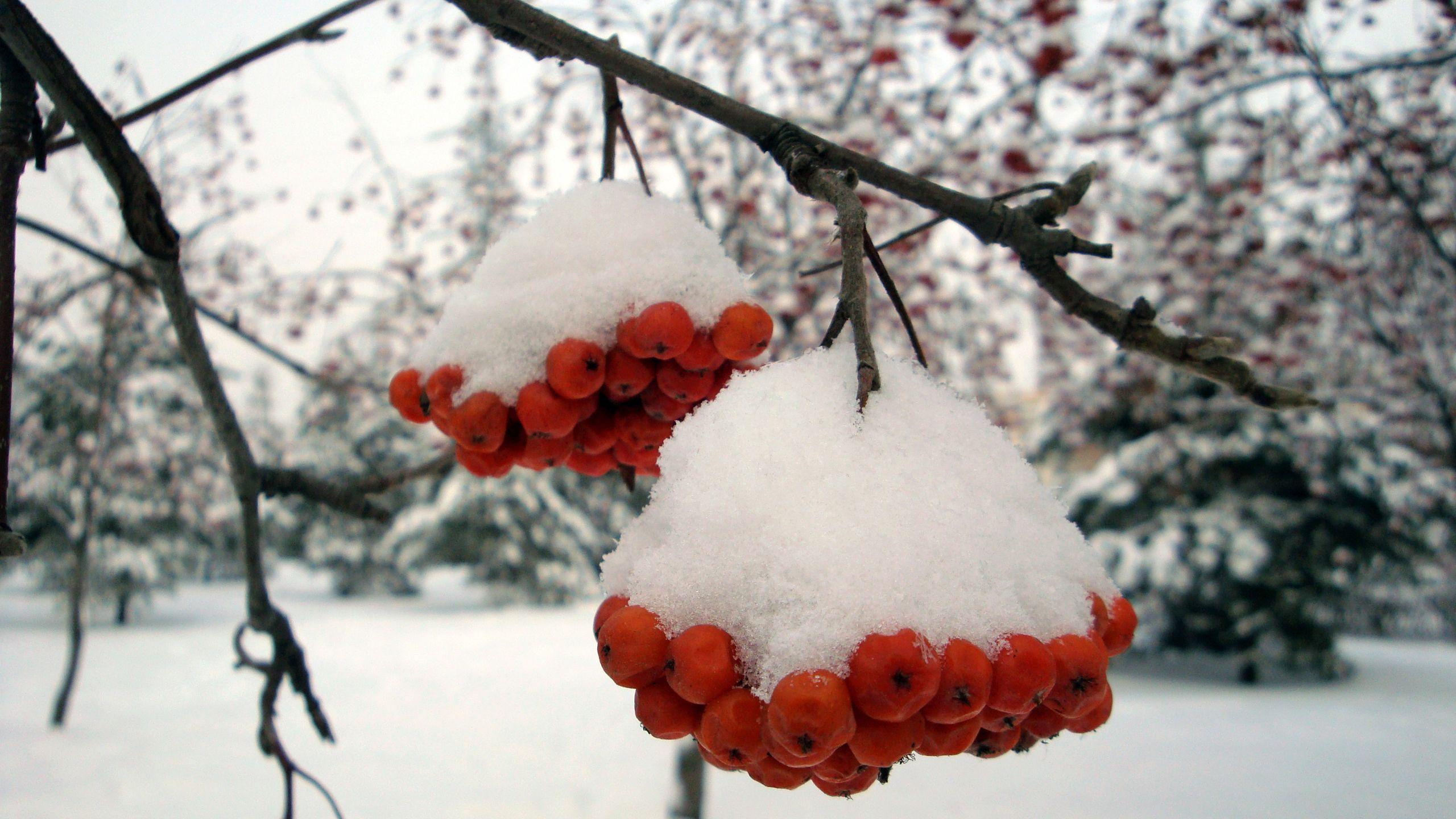 2560x1440 Ashberry with snow wallpaper. Ashberry with snow