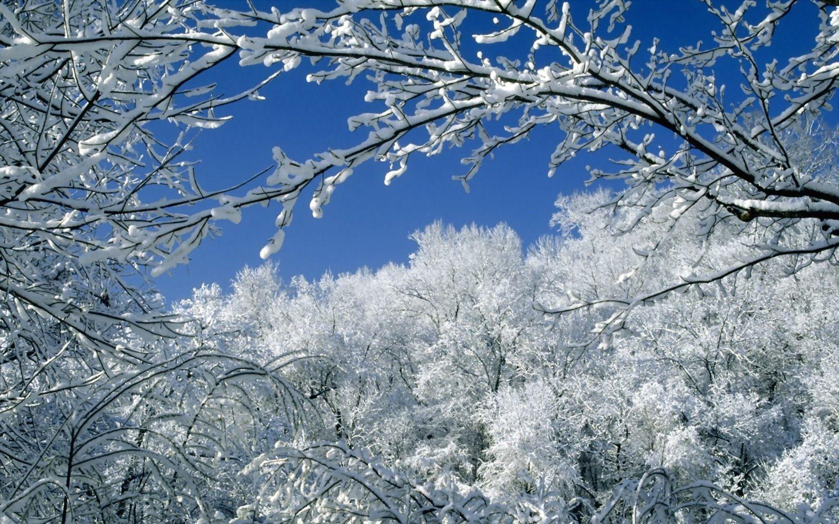1680x1050 Trees Covered With Snow Wallpaper Winter Nature Wallpaper in jpg