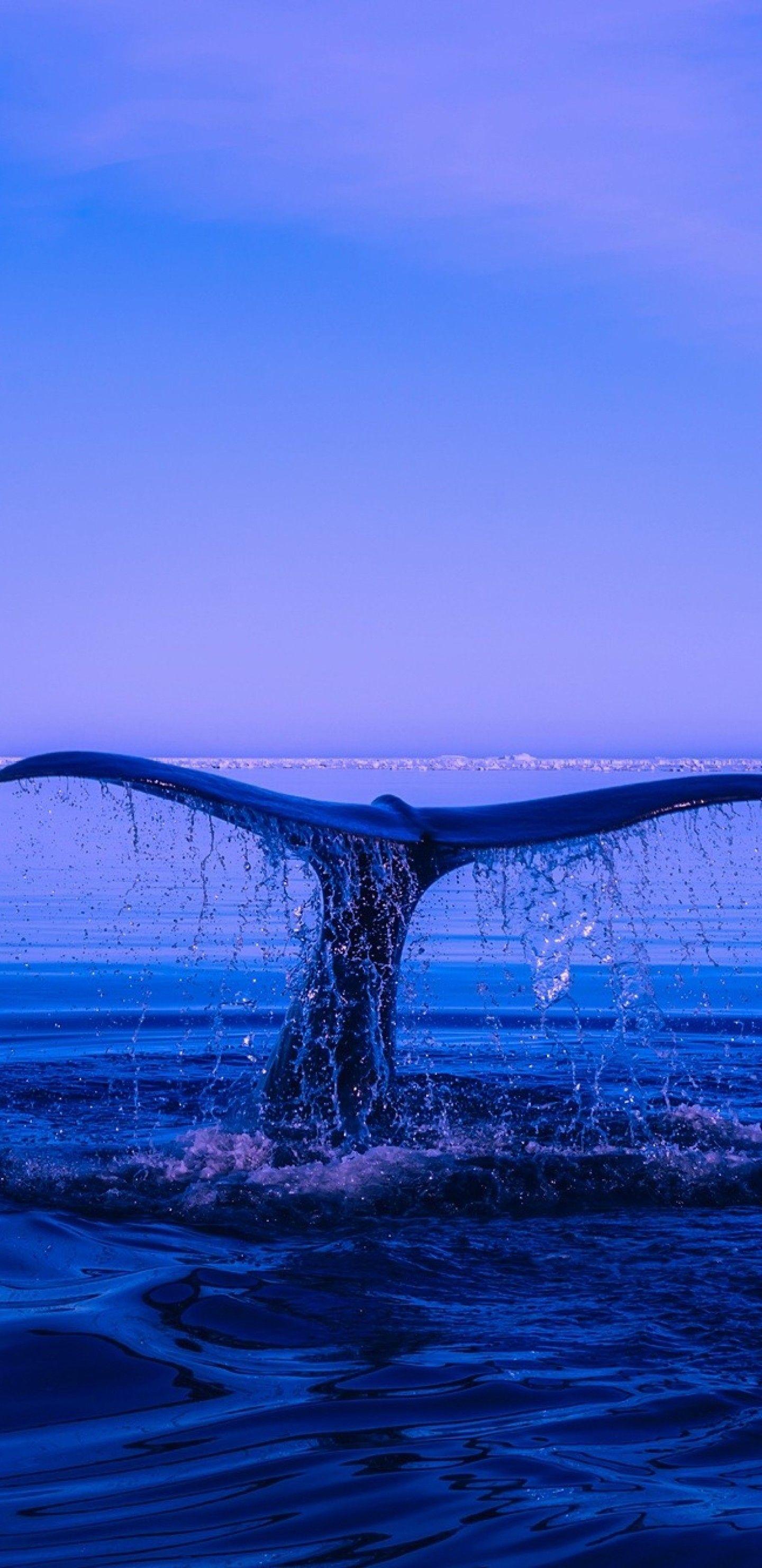 1440x2960 Humpback Whale Tail Ocean Samsung Galaxy Note S S SQHD HD 4k Wallpaper, Image, Background, Photo and Picture