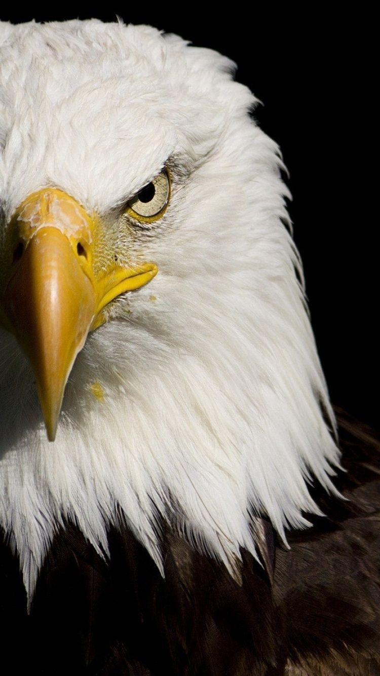 750x1334 iPhone Eagle Wallpaper HD