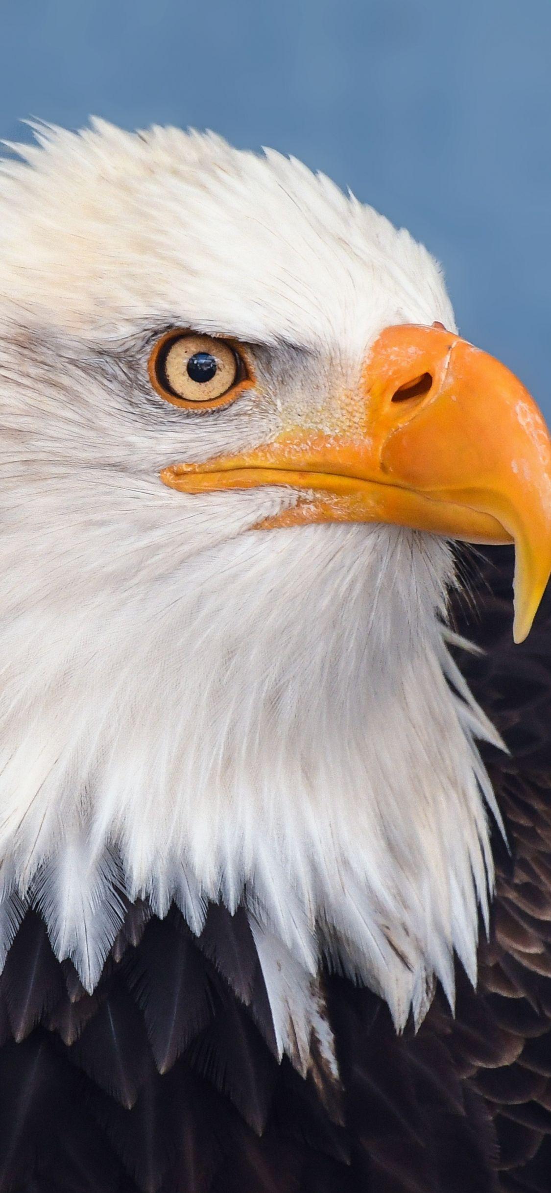 IPhone Eagle Wallpapers Top Free IPhone Eagle Backgrounds iphone-eagle-wallpapers-top-free-iphone-eagle-backgrounds