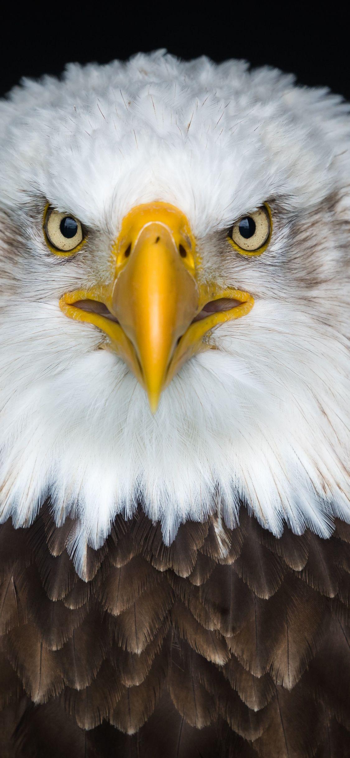 1125x2436 Download 1125x2436 wallpaper bald eagle, bird, predator, muzzle