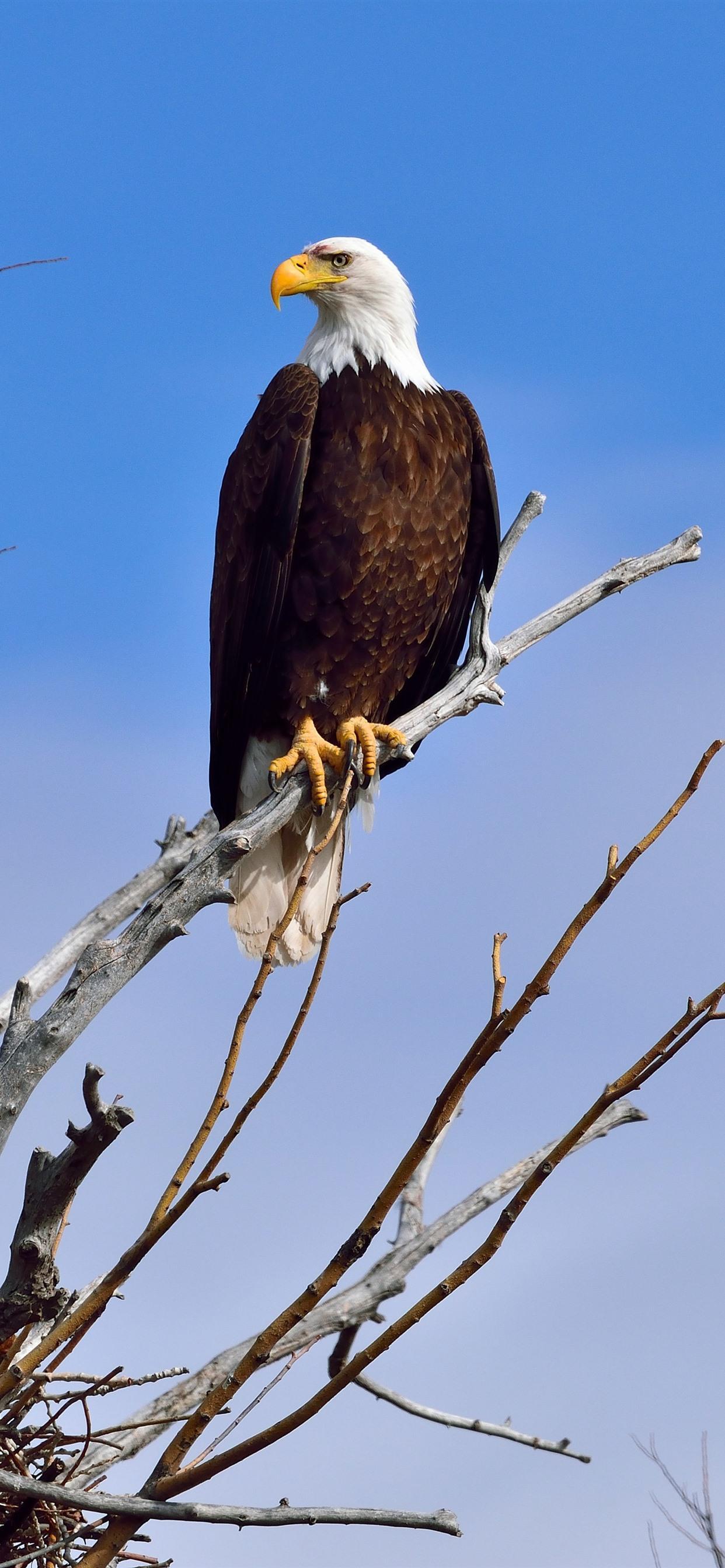1242x2688 Eagle Tree Wallpaper