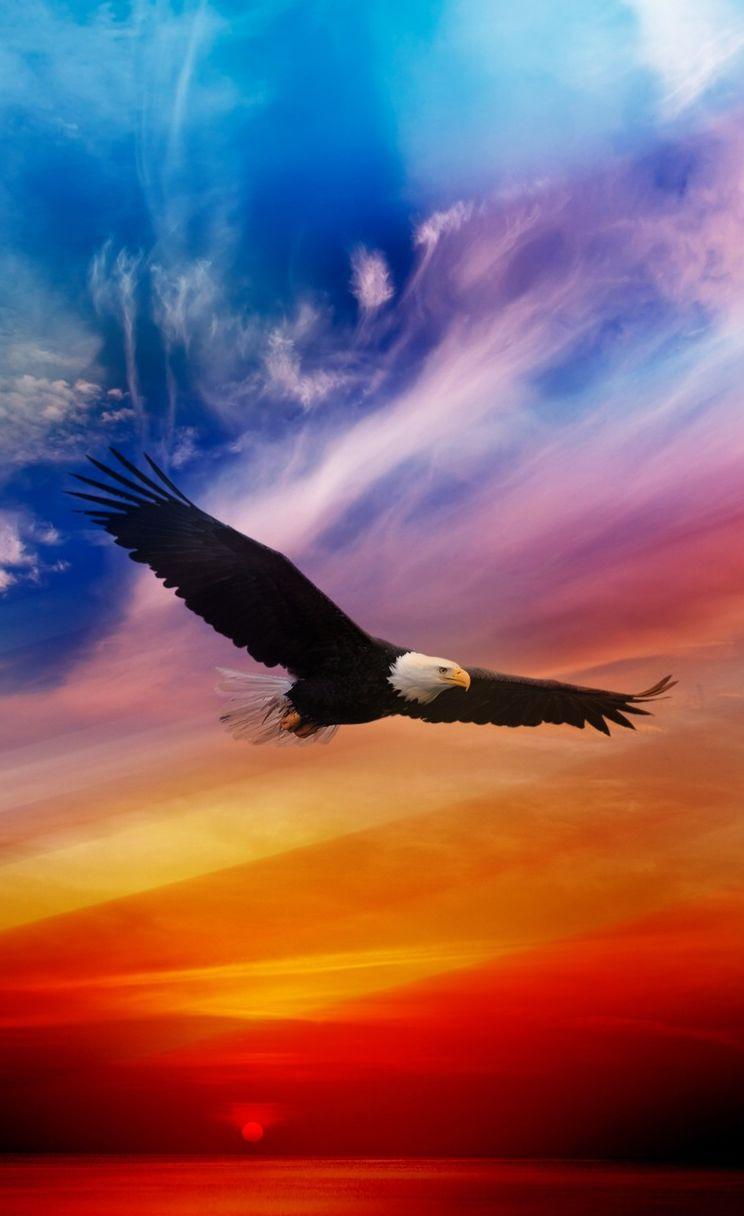 744x1216 Free download Eagle iPhone 6 Wallpaper Download Wallpaper HD