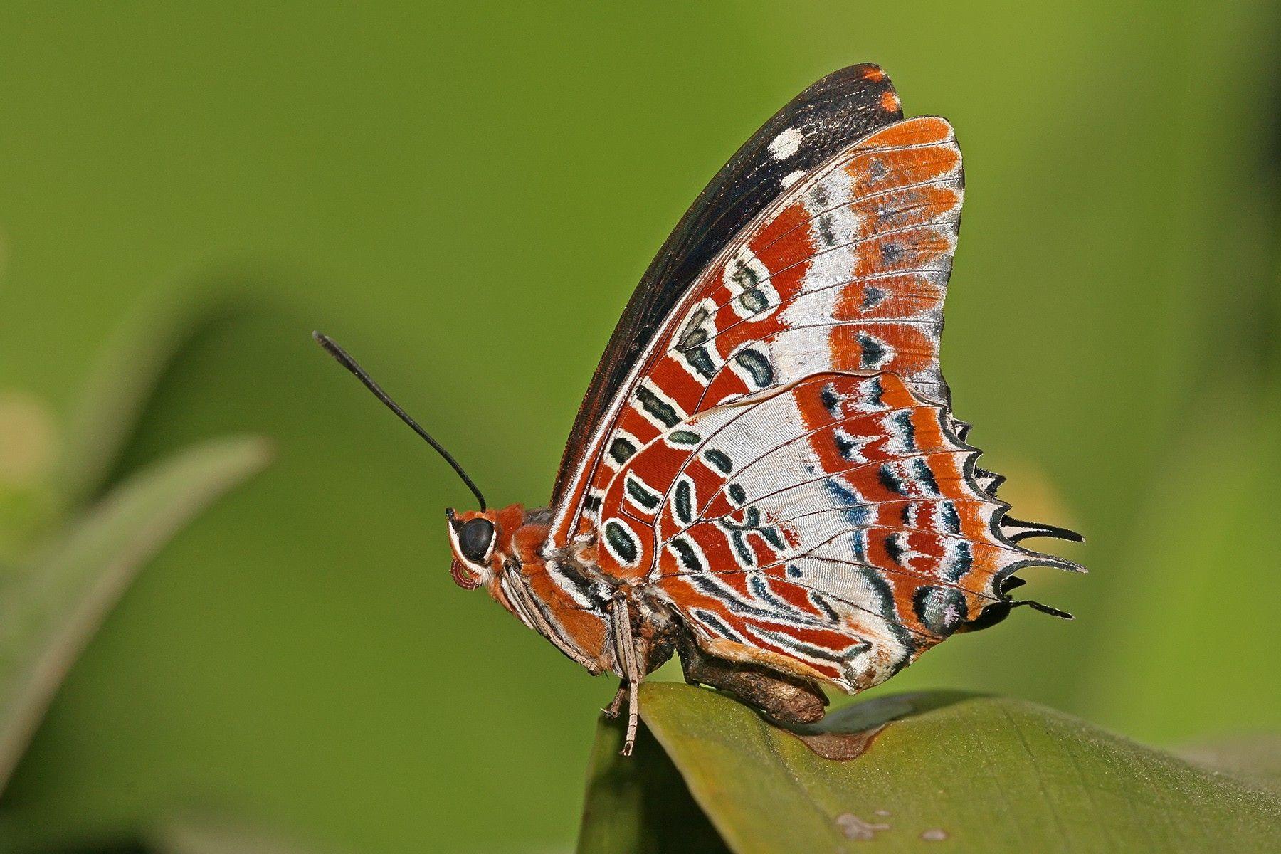 1800x1200 Download wallpaper 1800x1200 butterfly, grass, patterns, lines