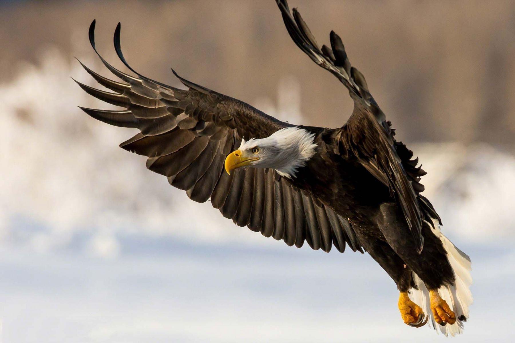 1800x1200 Golden, Eagle, In, Action, High, Resolution, Wallpaper, Free