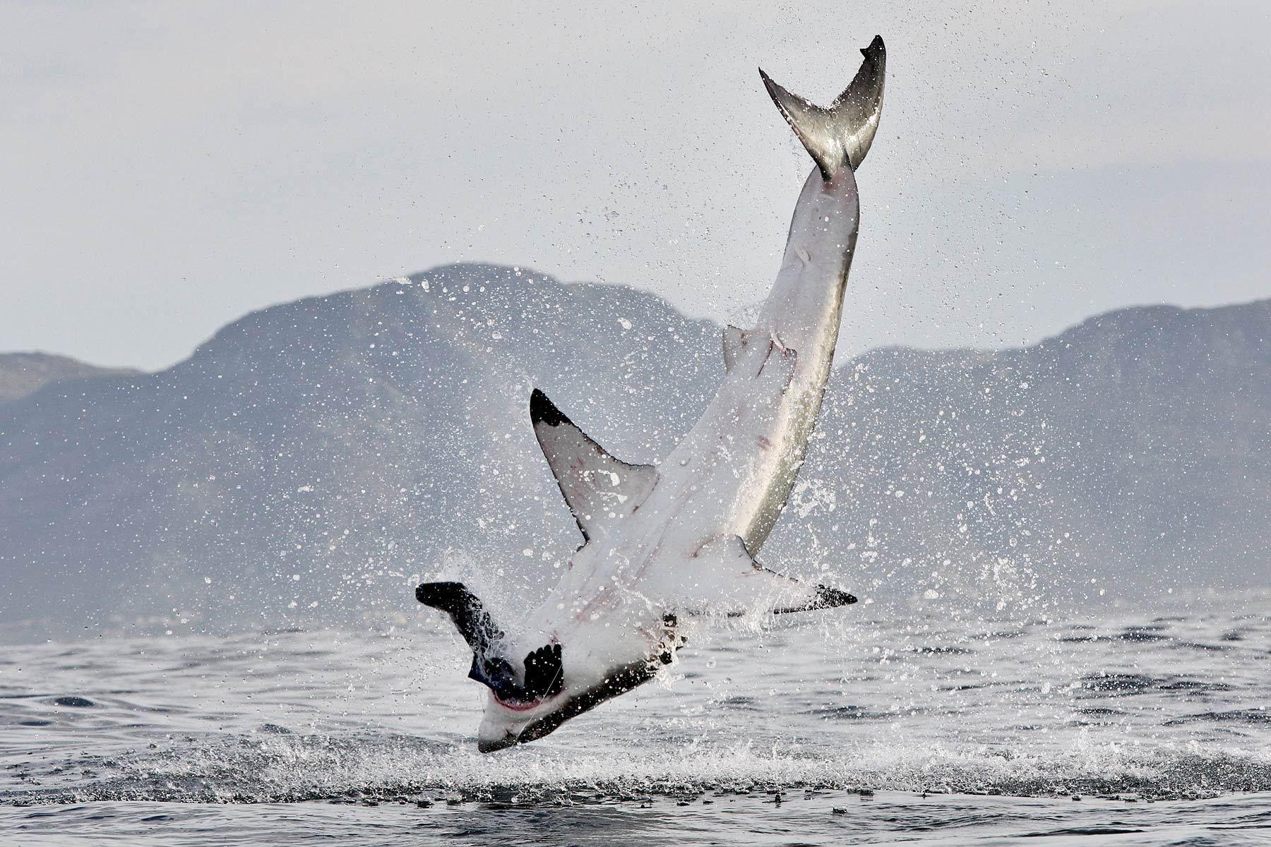 1800x1200 sharks 1800x1200 wallpaper High Quality Wallpaper, High Definition