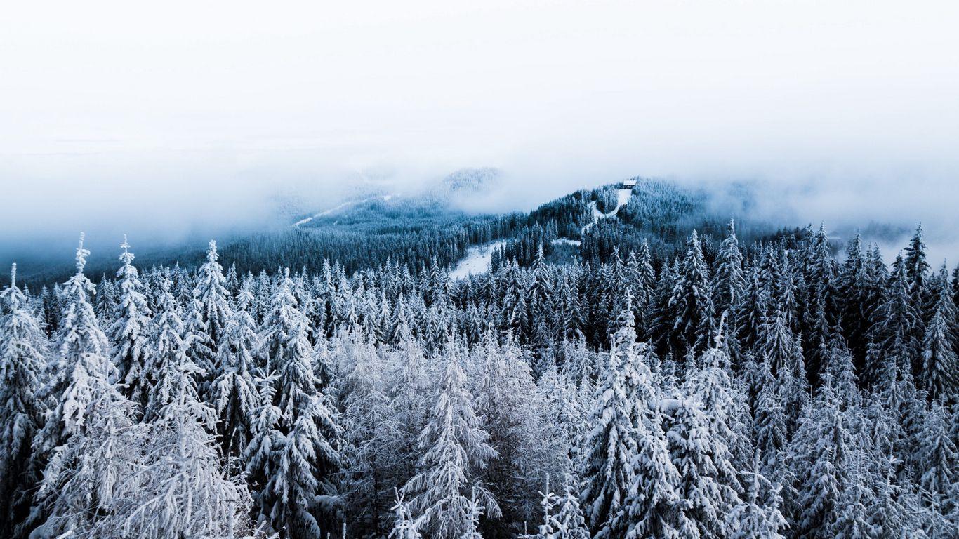 1366x768 Download wallpaper 1366x768 winter, trees, fog, snow, aerial view, forest tablet, laptop HD background
