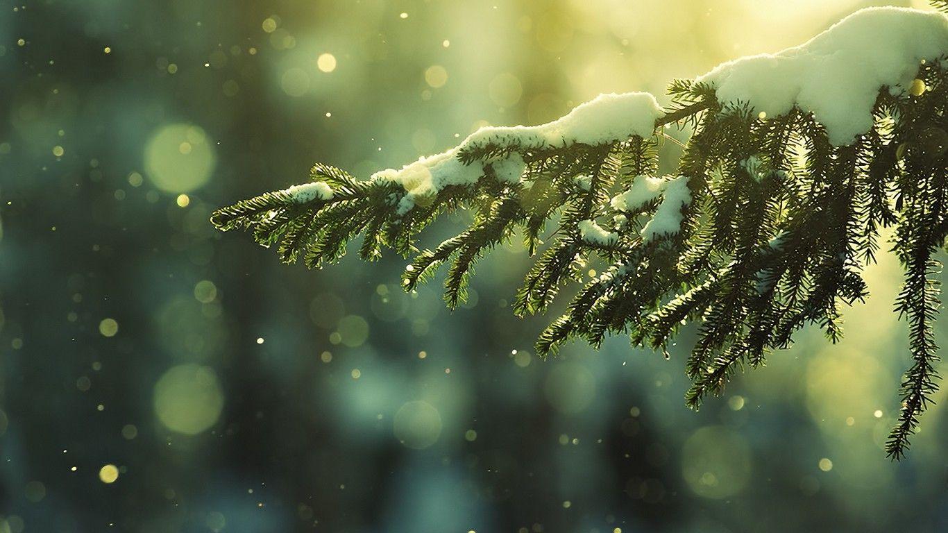 1366 X 768 Winter Wallpapers  Top Free 1366 X 768 Winter Backgrounds   WallpaperAccess