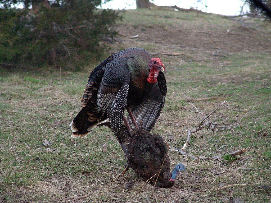 1024x768 Robert Hoague of Bowhunting.net bowhunt for Rio Grande Wild Turkey