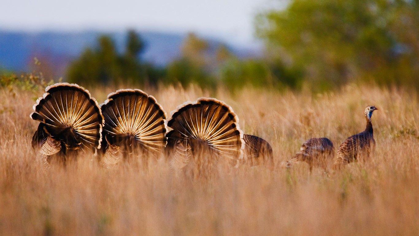 1366x768 Wild Turkeys In Rio Grande, Texas © Radius Image Getty Image