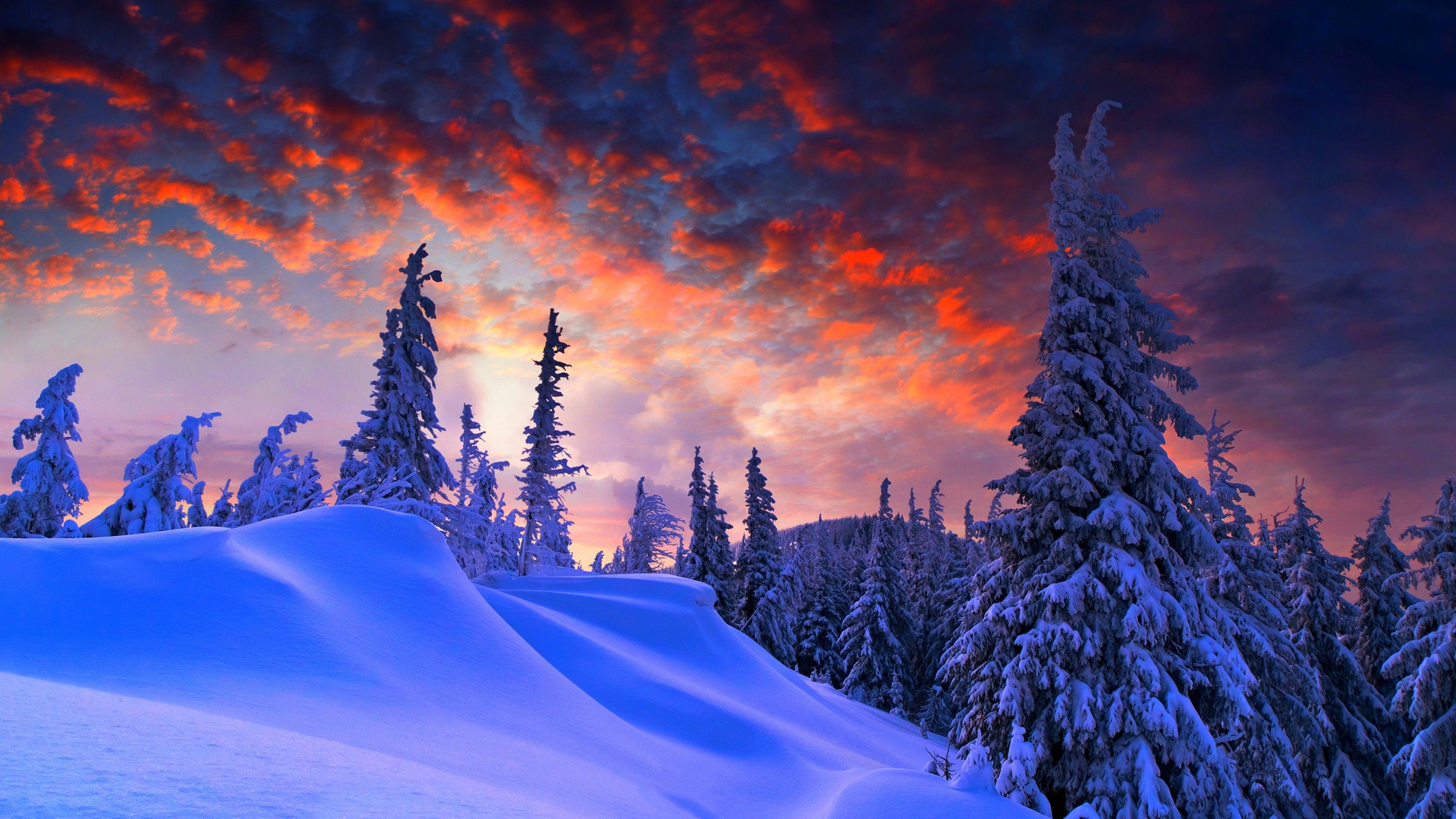 3840x2160 Wallpaper Winter, Pine trees, Snow covered, Sunset, 4K, Nature