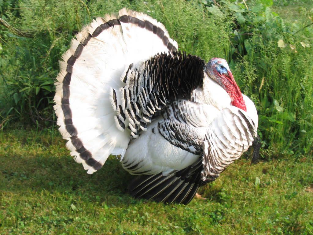 1024x768 Thanksgiving Turkey Photo