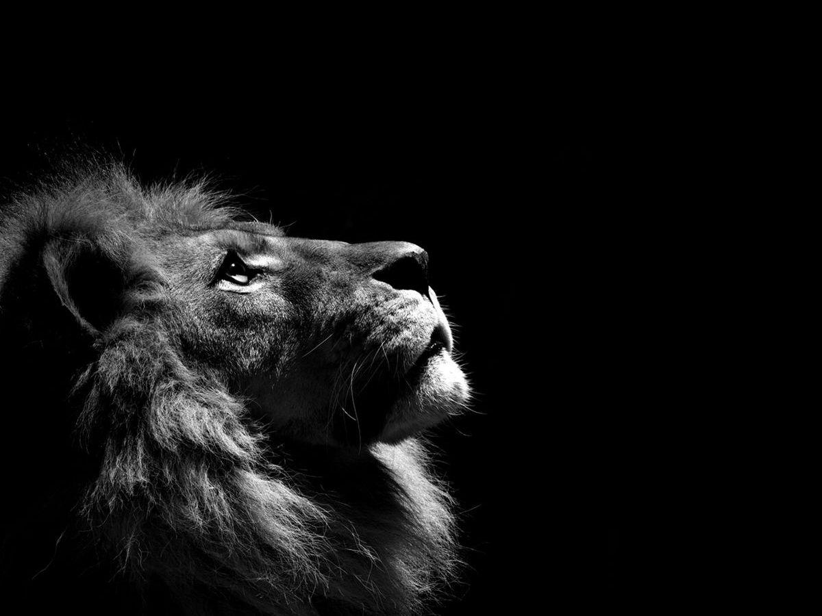 1200x900 Free download Majestic Lion wallpaper ForWallpapercom 1200x900