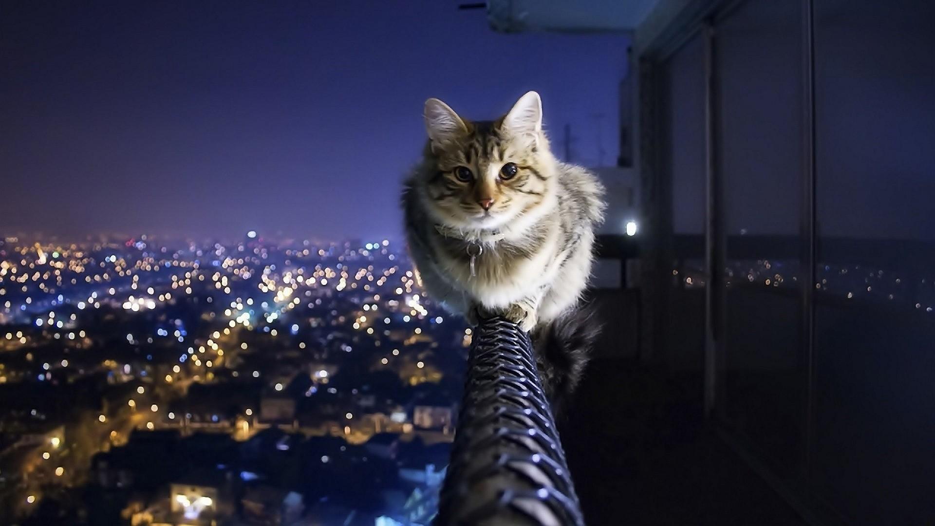 1920x1080 1920X1080 Cat Wallpaper