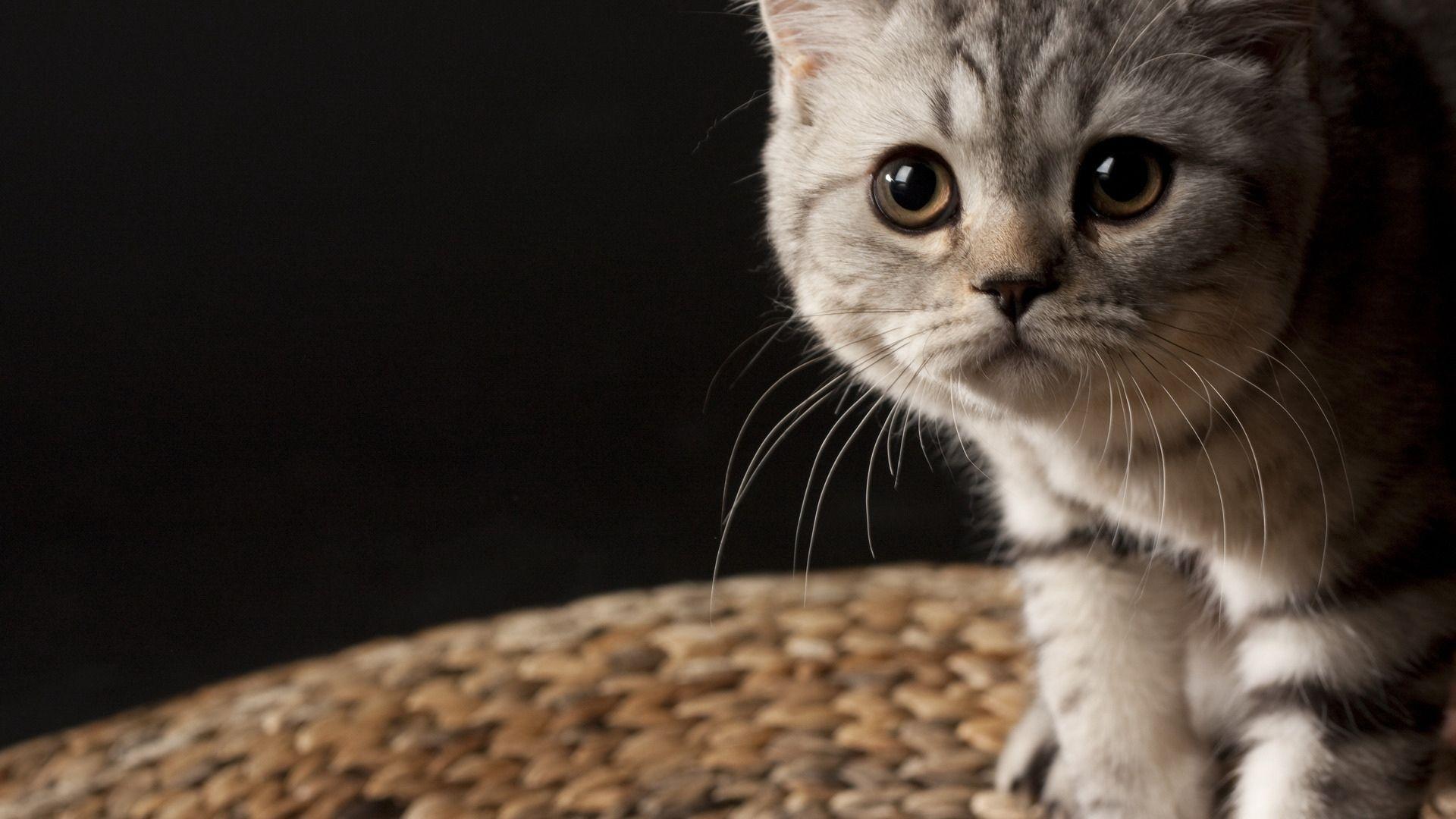 1920x1080 Cat Wallpaper 1920x1080