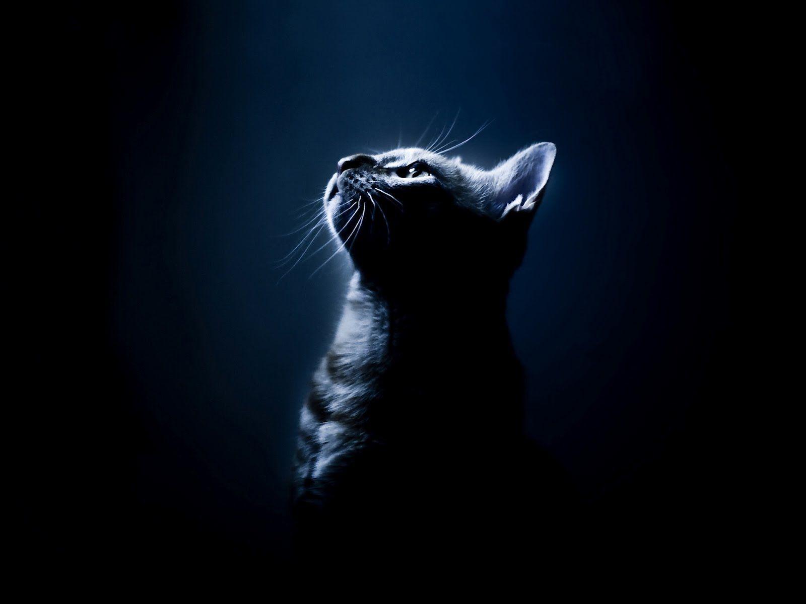 1600x1200 HD Wallpaper: Cat Wallpaper HD