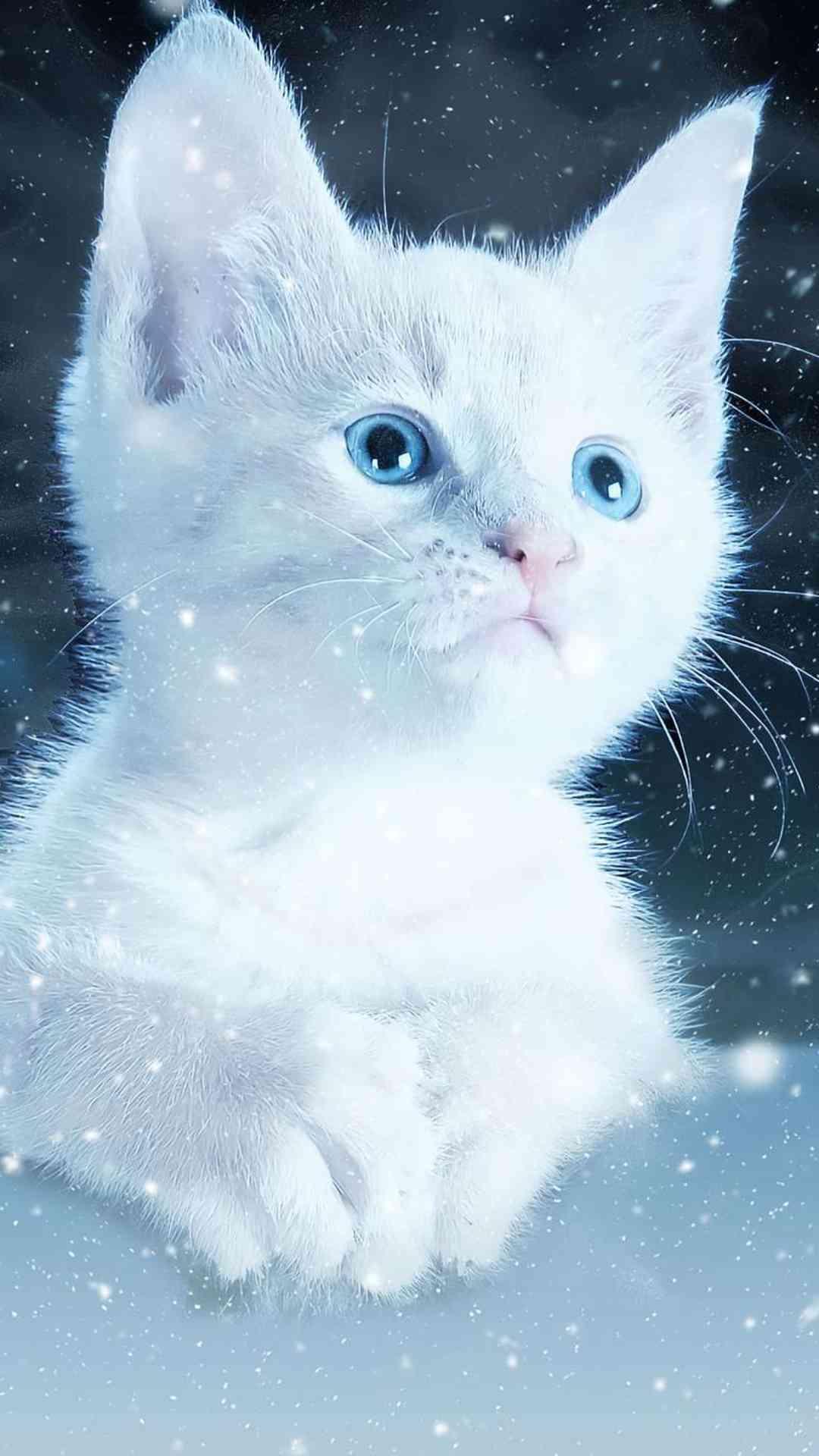 1080x1920 Cat Wallpaper 2019 Wonderful HD 4K for Android