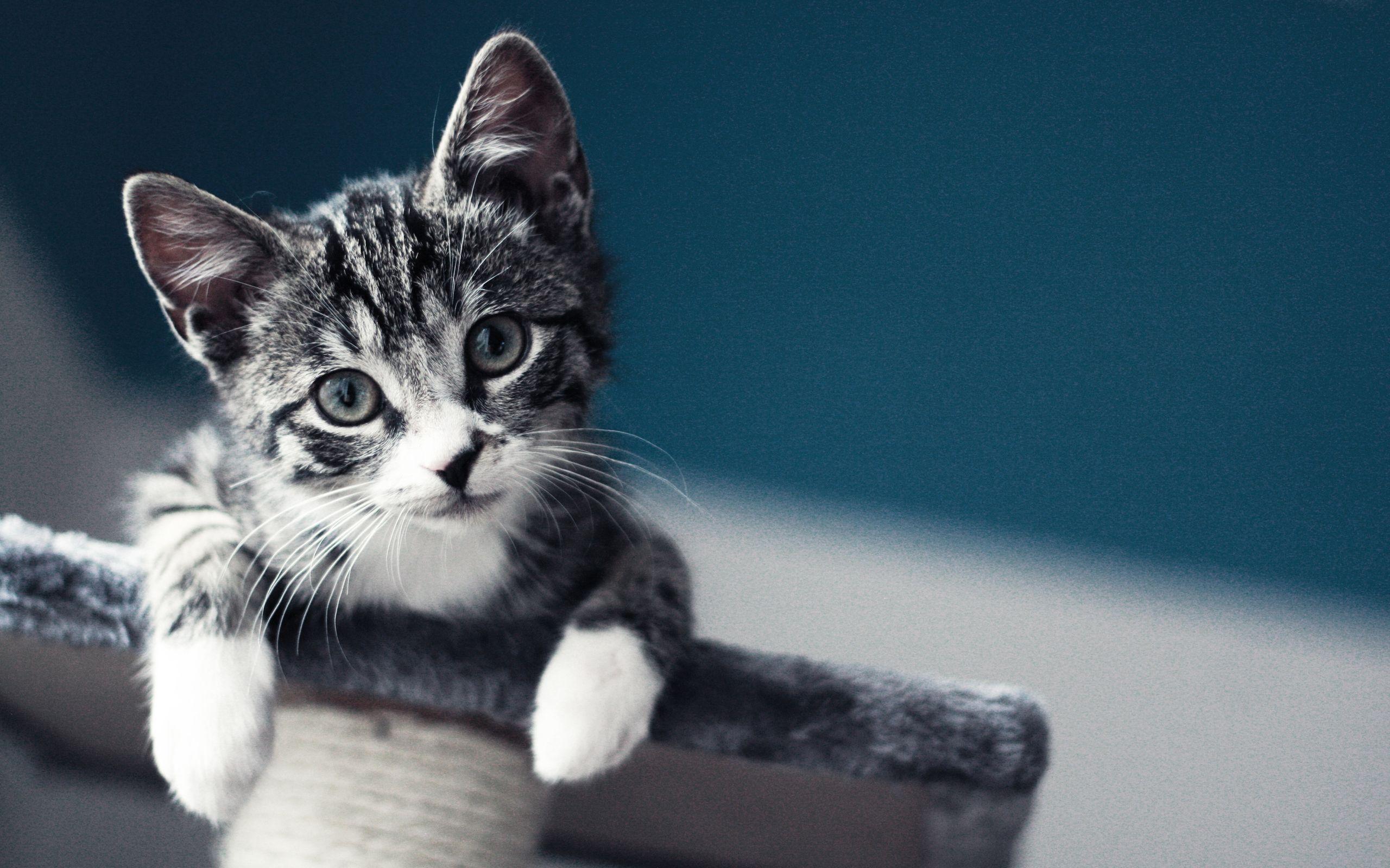 2560x1600 Wallpaper Of Cat