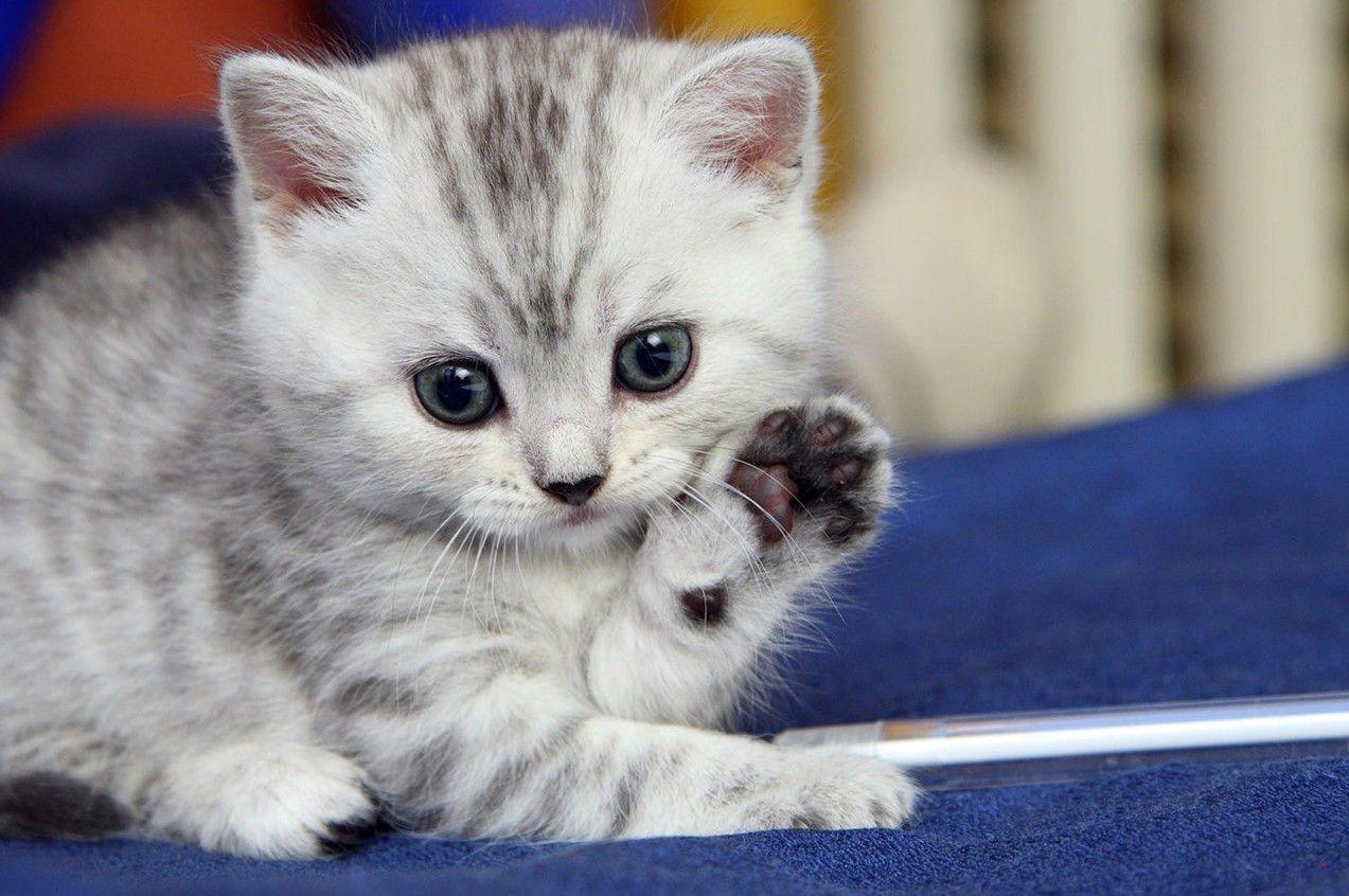 1273x846 HD Cat Wallpaper, Pussycat Image, Wallpaper Of Cats, Cute