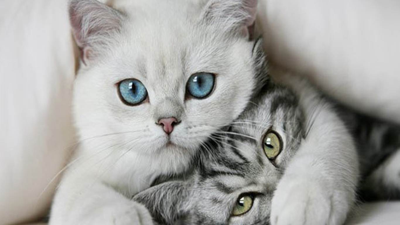 1366x768 Funny Cat Desktop Wallpaper 1366×768 Sen Sus Cats