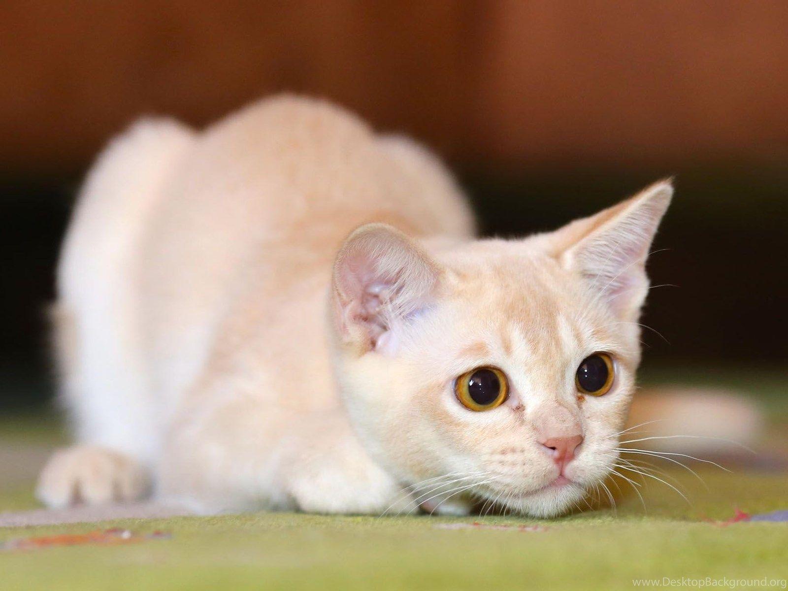 1600x1200 Hd Cat Wallpaper, Kitten Image, Cute Cat Photo, Free Cat Image