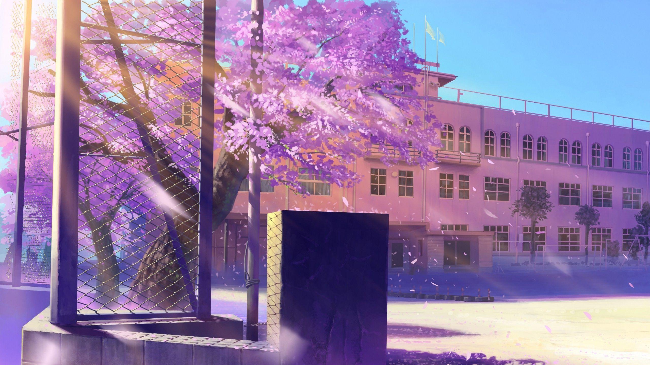 2560x1440 Cherry Blossom Anime Background HD Wallpaper