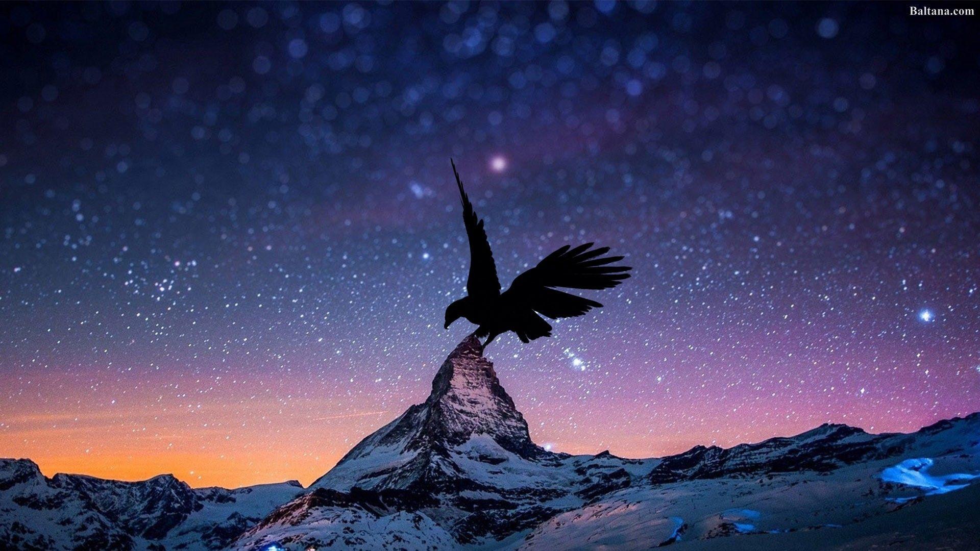 1920x1080 Free download Eagle HD Desktop Wallpaper 29691 Baltana 1920x1080