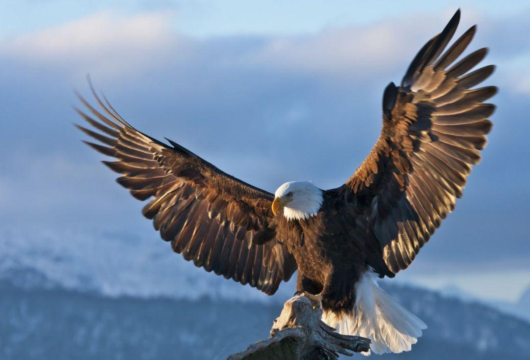 1080x733 Bald Eagle HD, iPhone, Desktop HD Background