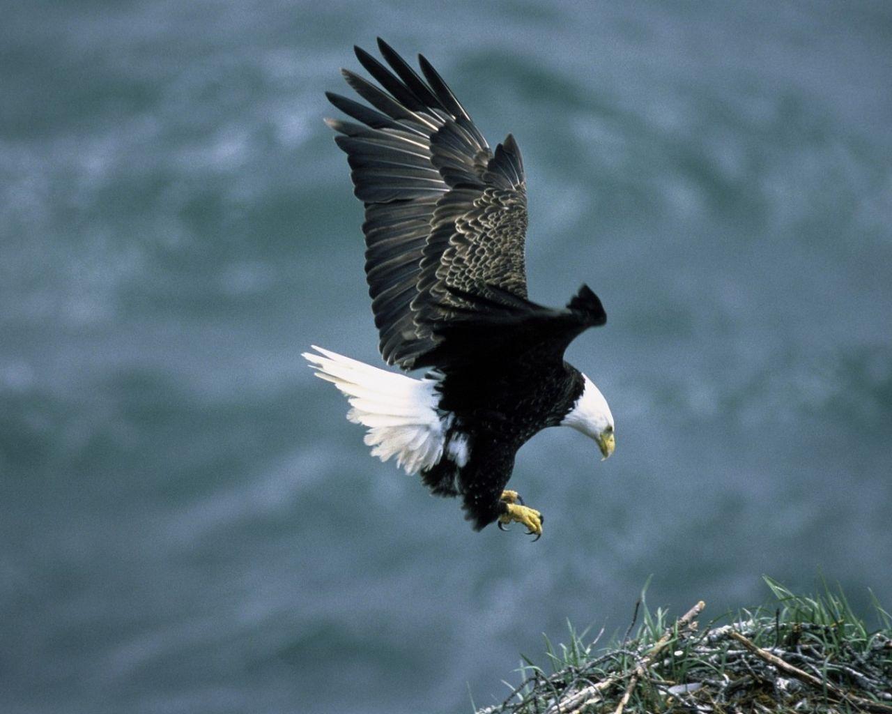1280x1024 Free download Download HD bald eagle wallpaper HD wallpaper