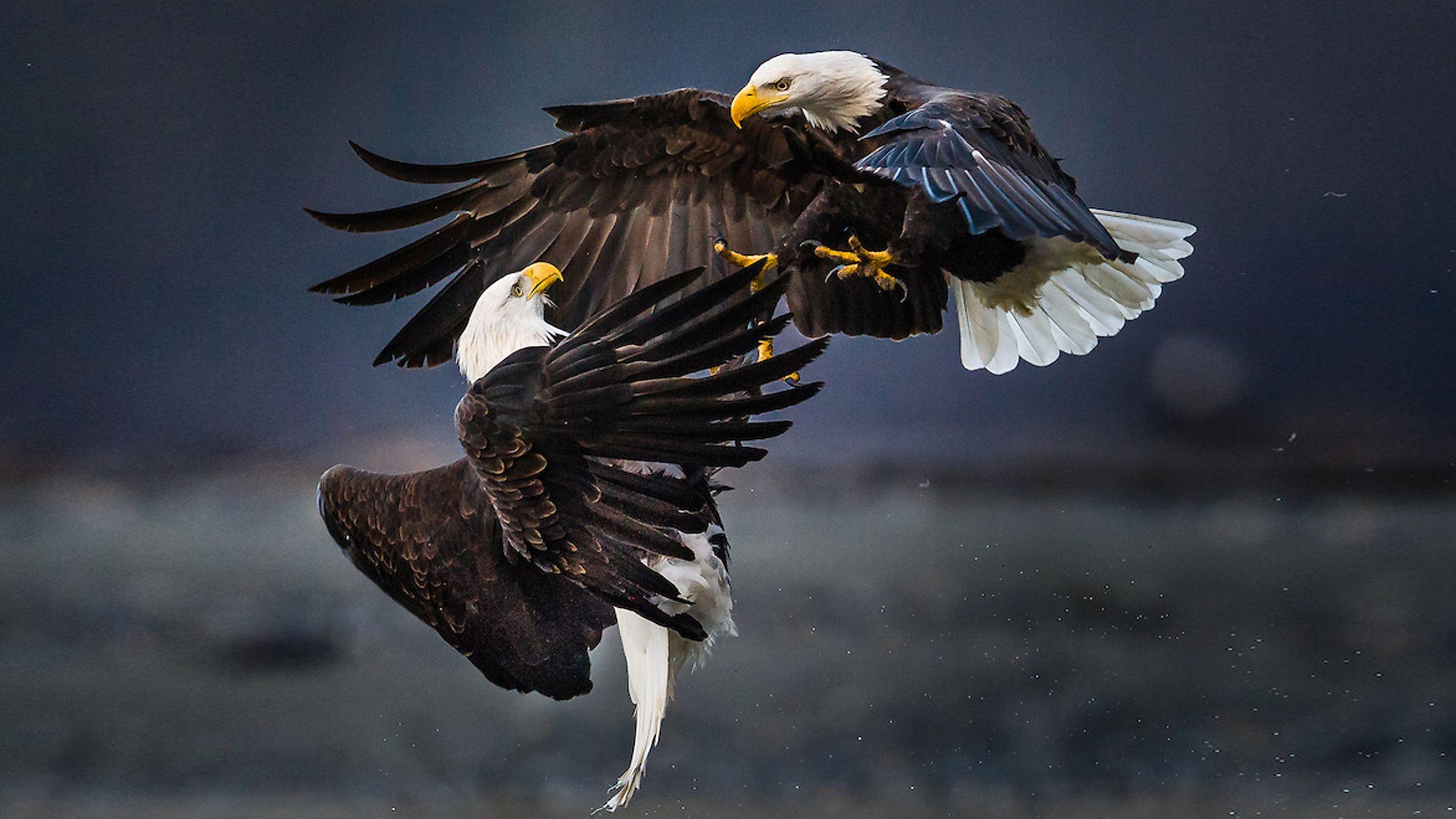 2560x1440 Bald Eagles Fight The Air HD Desktop Wallpaper :