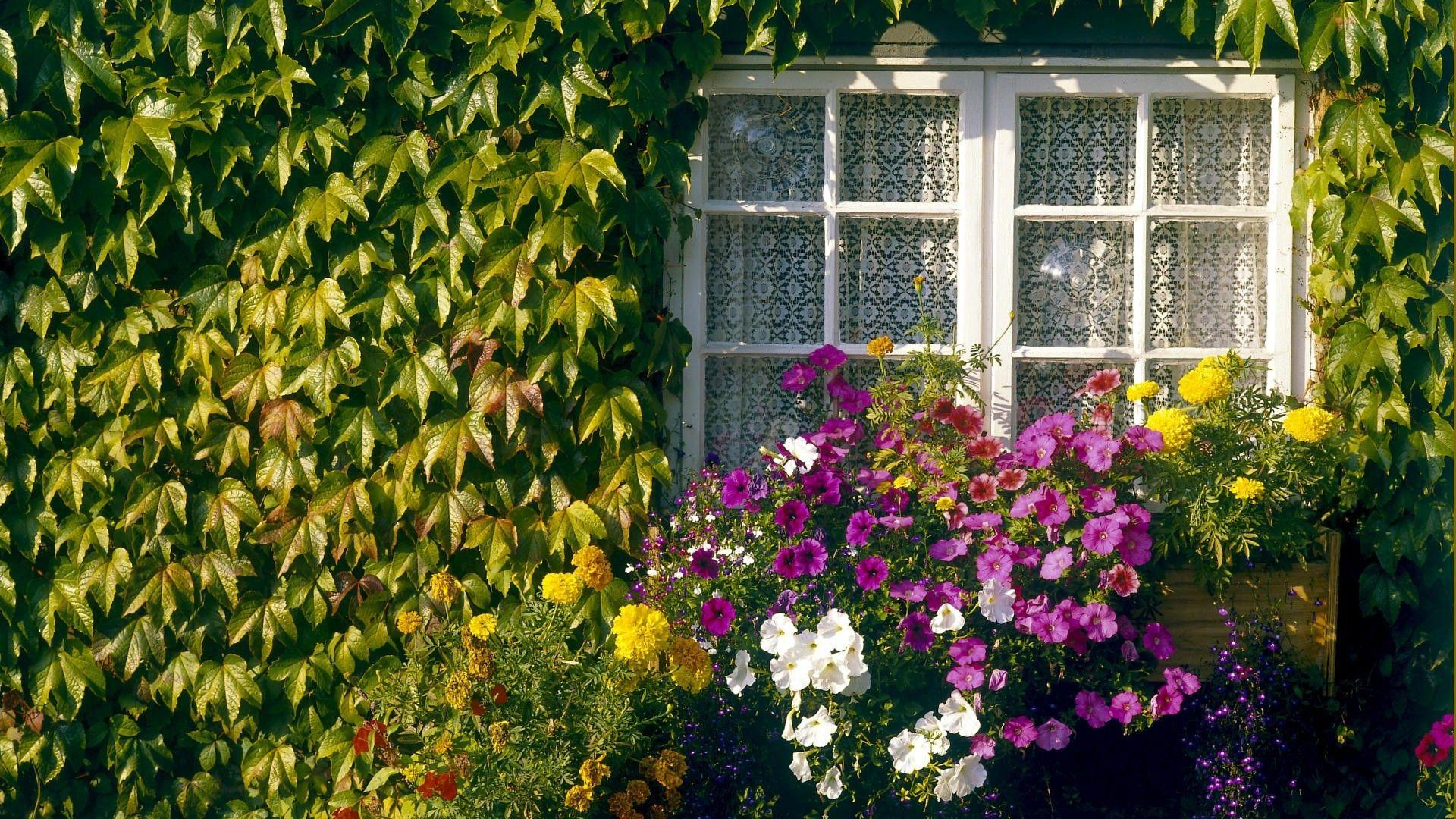 1920x1080 Flowers home garden wallpaper. PC