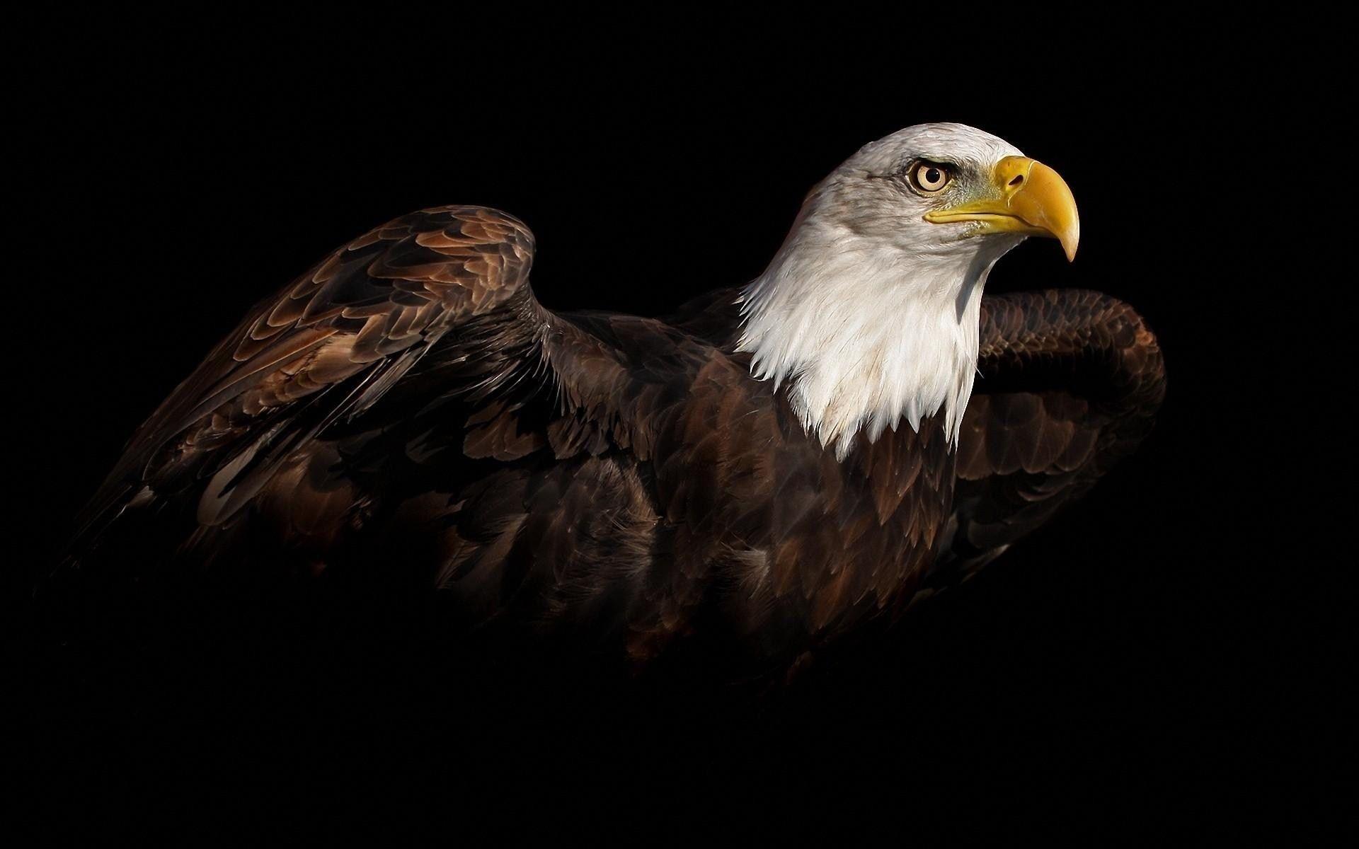 1920x1200 Eagle Desktop wallpaper wallpaper Collections