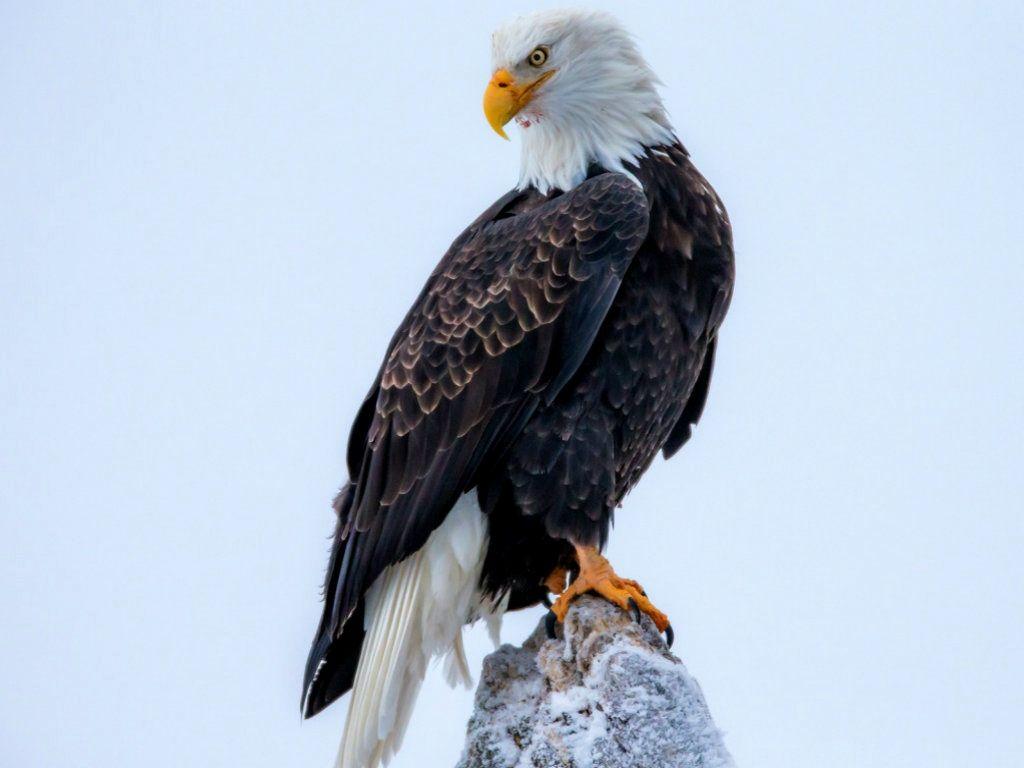 1024x768 Lovely Eagle HD Wallpaper This Month