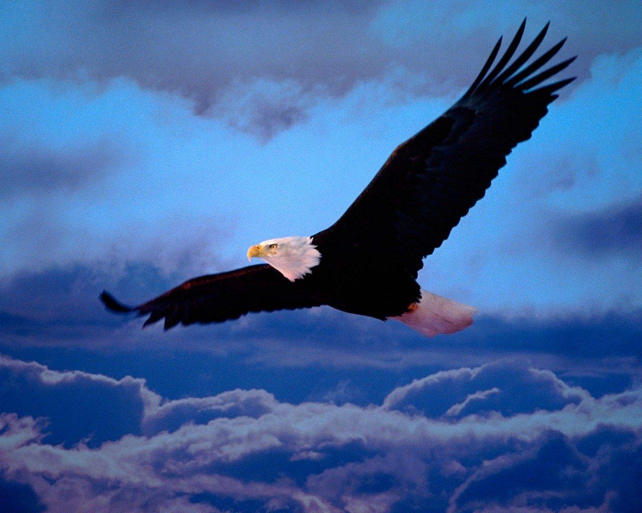 1280x1024 American Bald Eagle wallpaper 1280x1024 desktop background