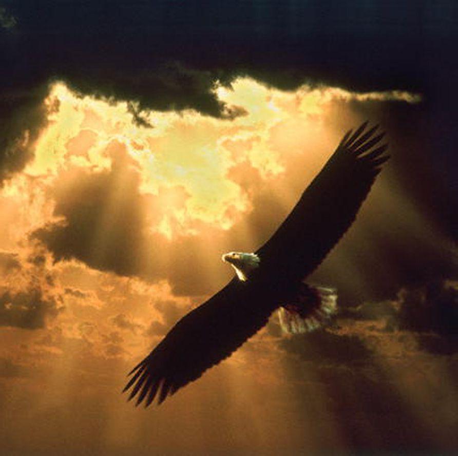 892x888 Eagle Desktop Wallpaper Symbolism