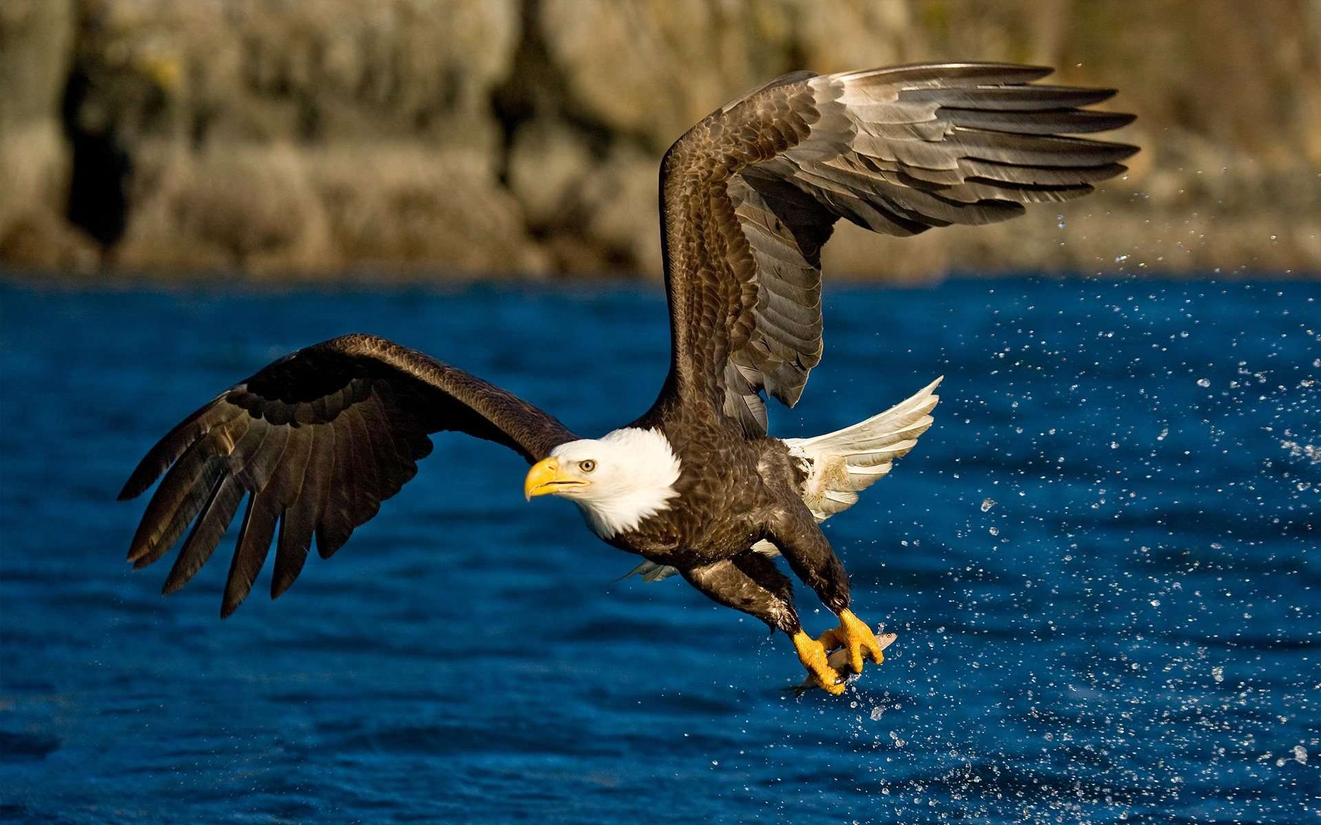 1920x1200 Eagle hunting fish top wallpaper for desktop background 1140