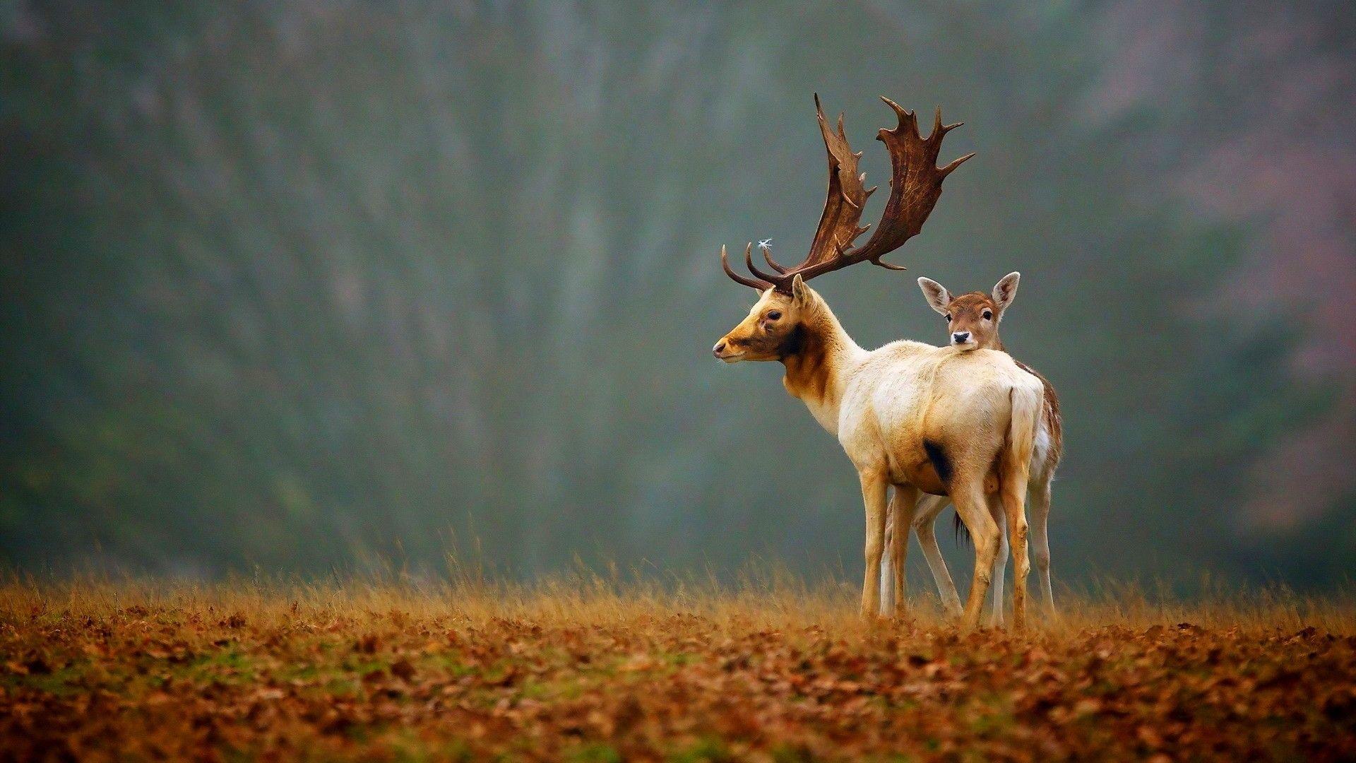 1920x1080 Nature 1920X1080 wallpaper wallpaper Collections
