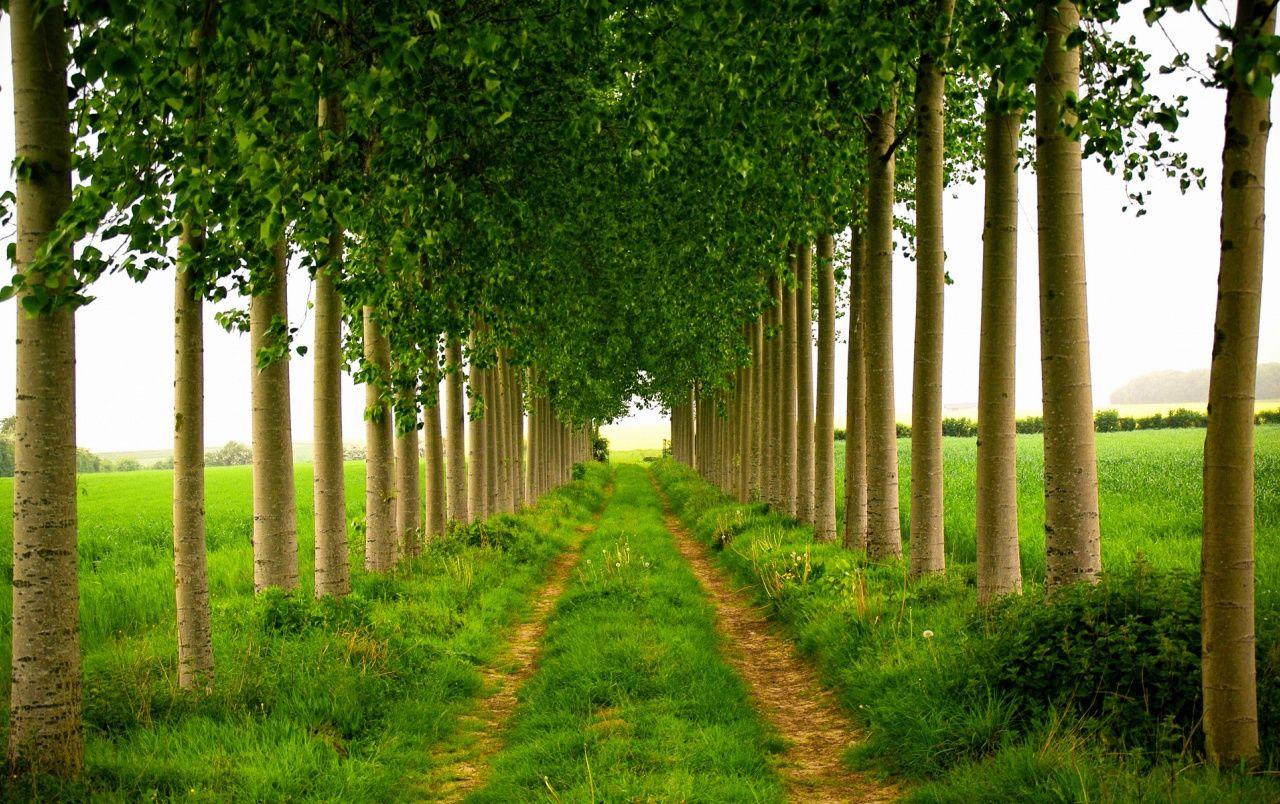 3D Plant Wallpapers - Top Free 3D Plant Backgrounds - WallpaperAccess 3D Plant Wallpapers - Top Free 3D Plant Backgrounds - WallpaperAccess
