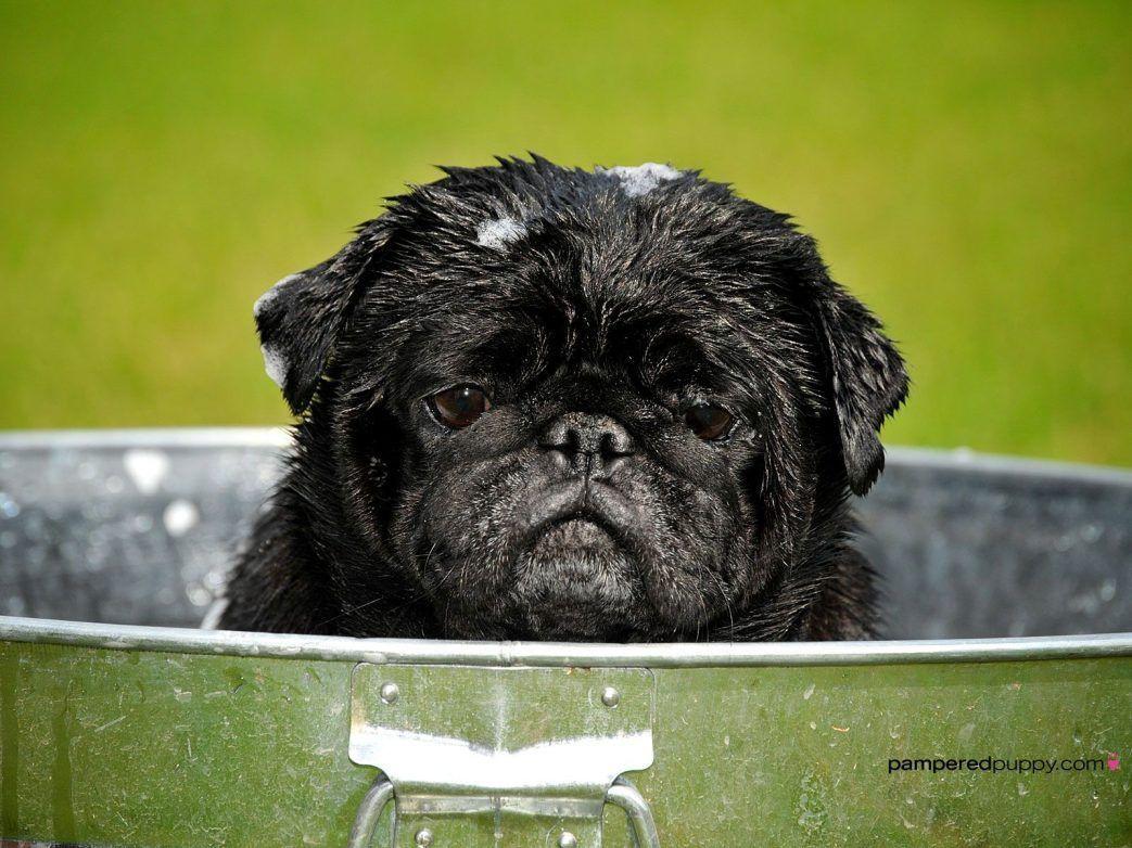 1043x782 Black Pug Wallpaper HD For Wallpaper HD Desktop Animal Black Pug