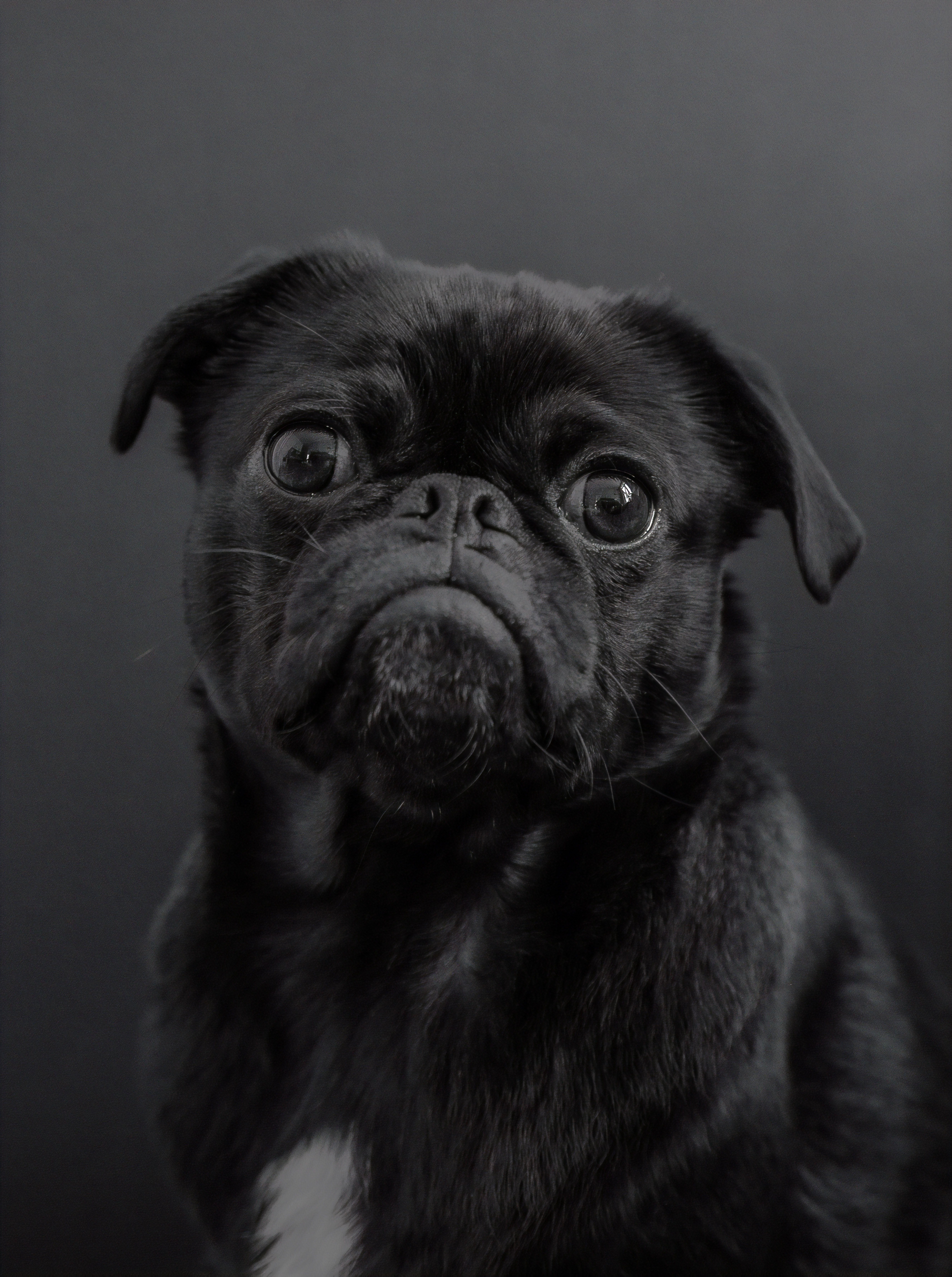 6856x9192 Black Pug Picture. Download Free Image